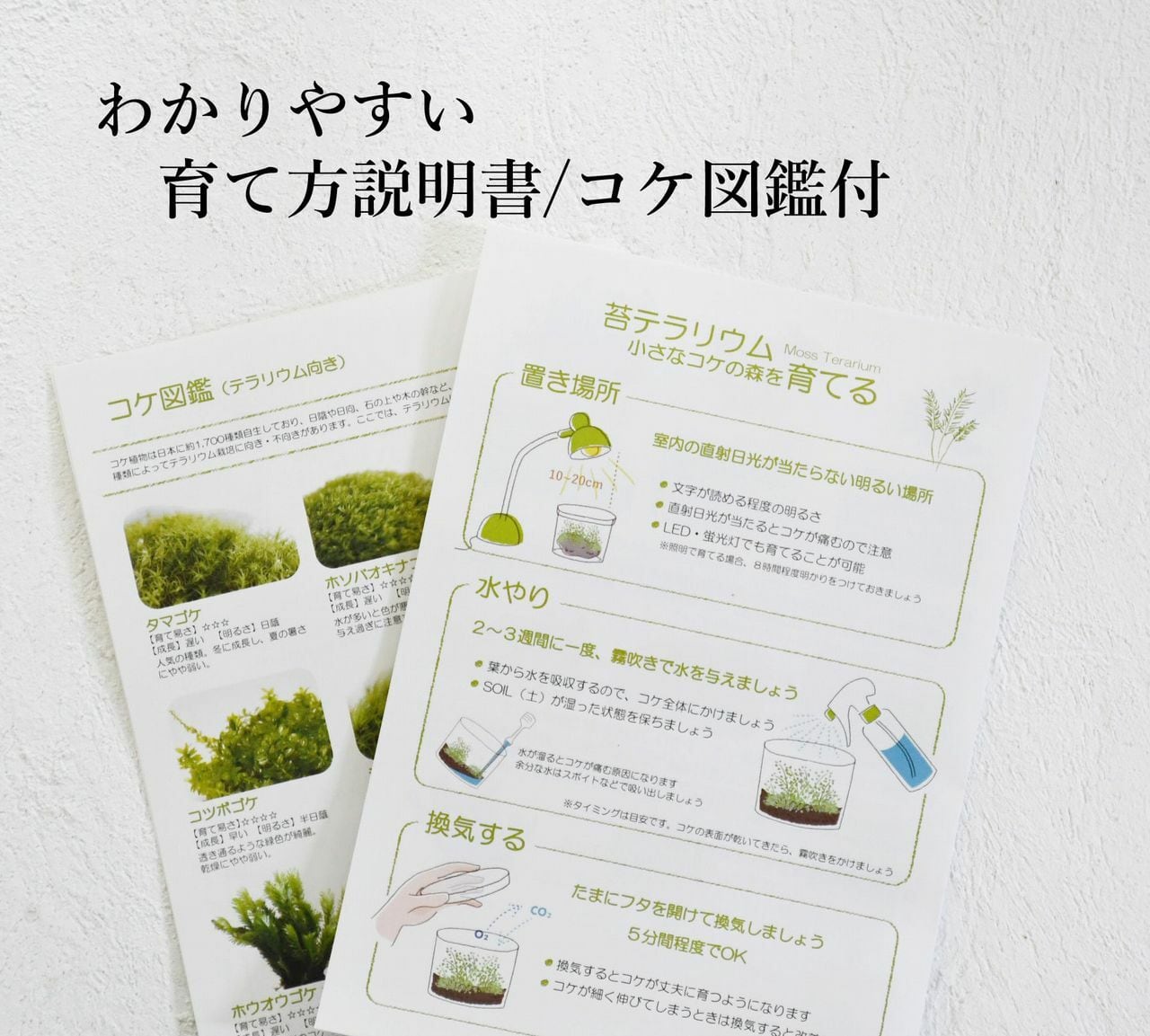 オーダー参考】 苔の下 | 苔テラリウム専門ショップ道草
