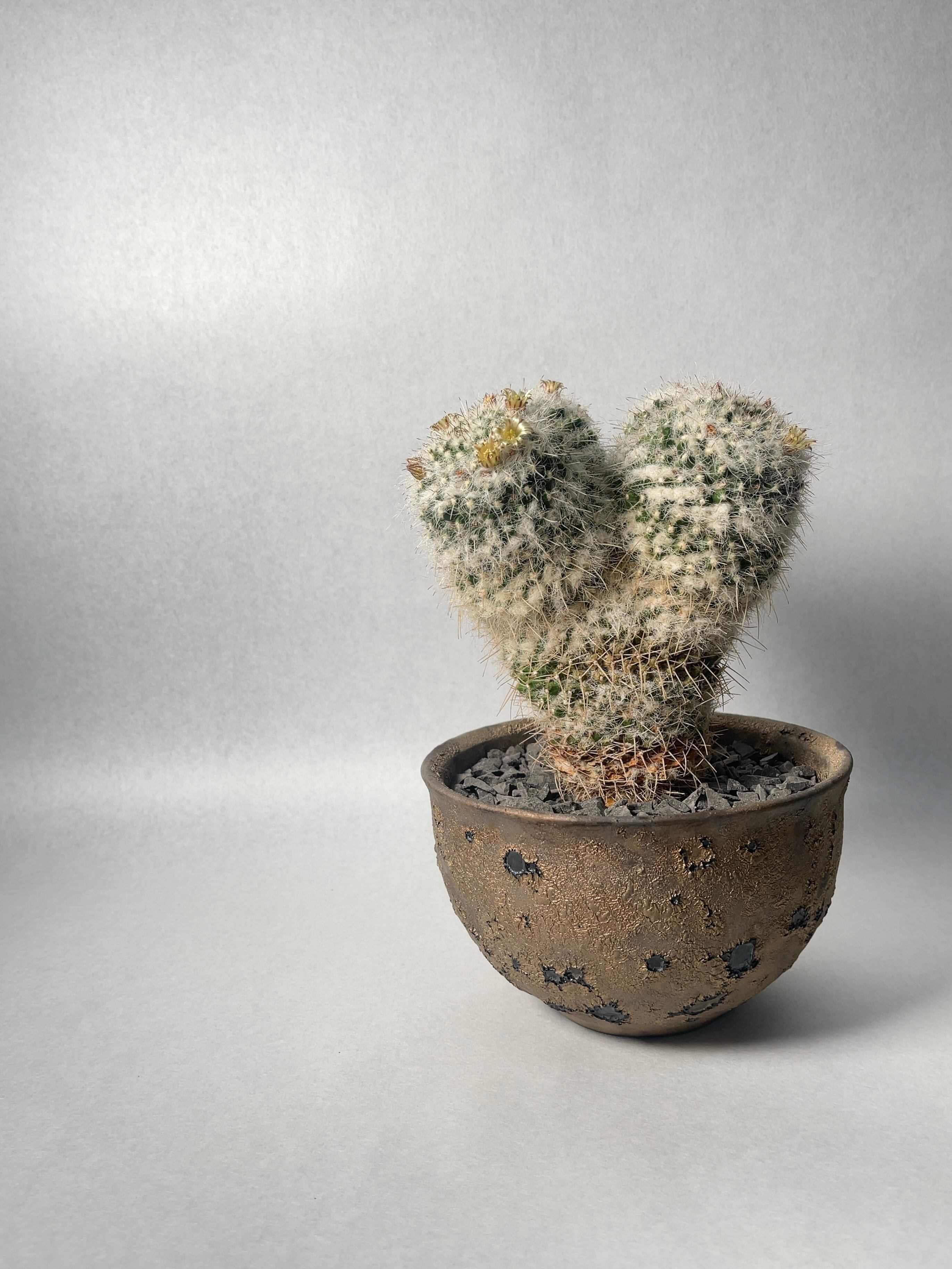 中川智治×trigger】白蛇丸 | trigger