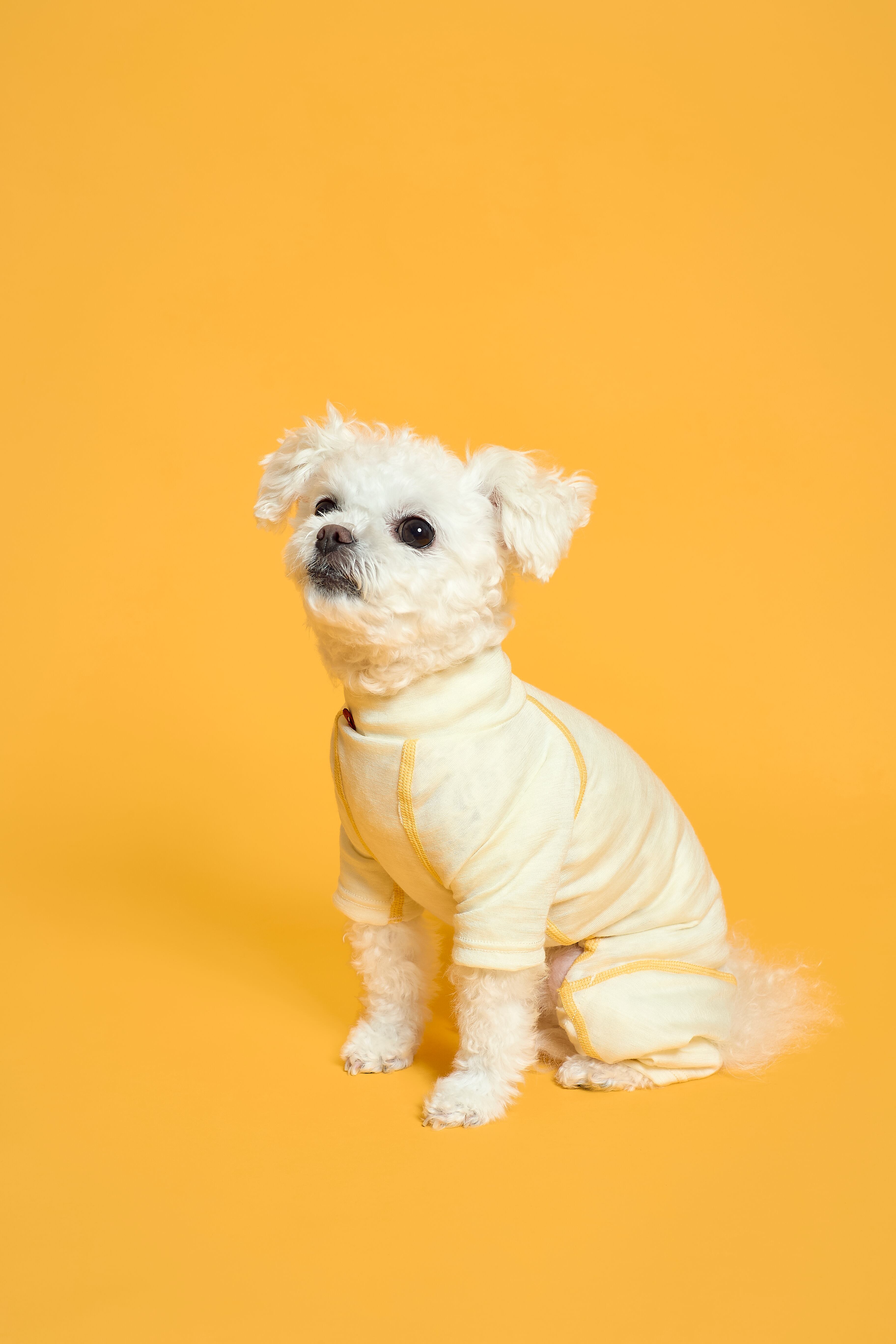 SM】DOG GUARD®︎ BASE ドッグガードベース ALPHAICON アルファ