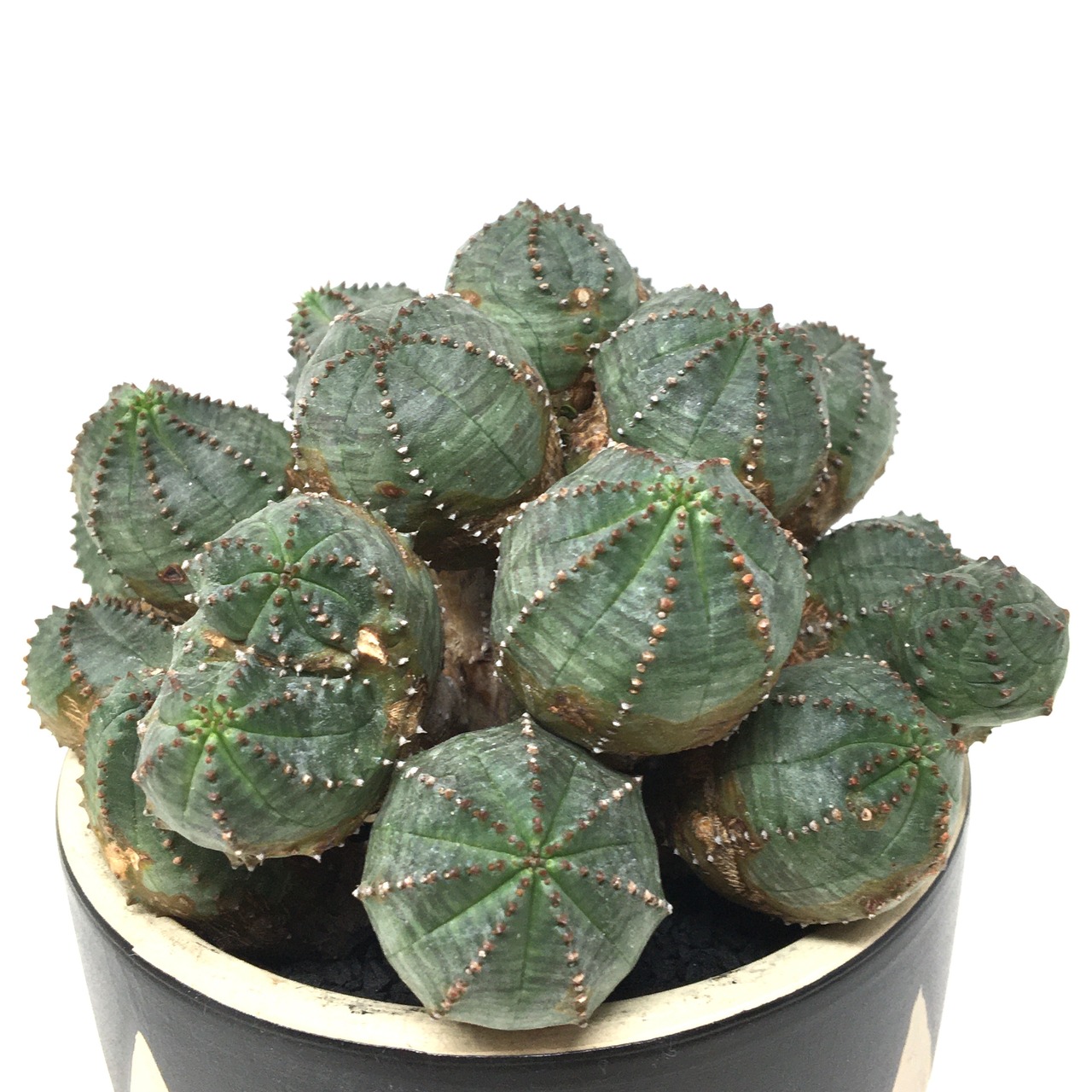 ユーフォルビア オベサブロウ【503】