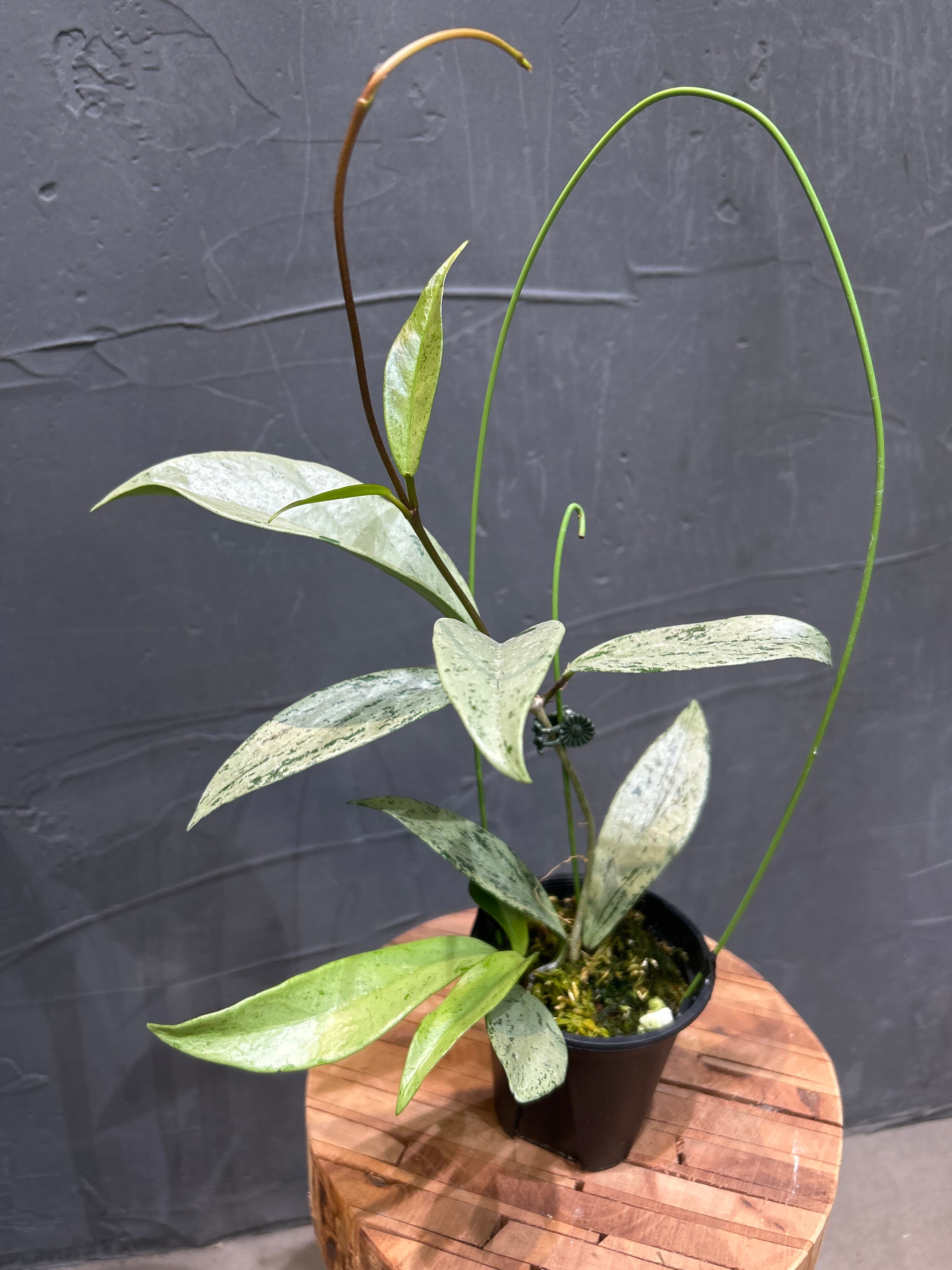 ホヤ プビカリクス ピンクシルバーゴースト | MIDORIYA 観葉植物専門店