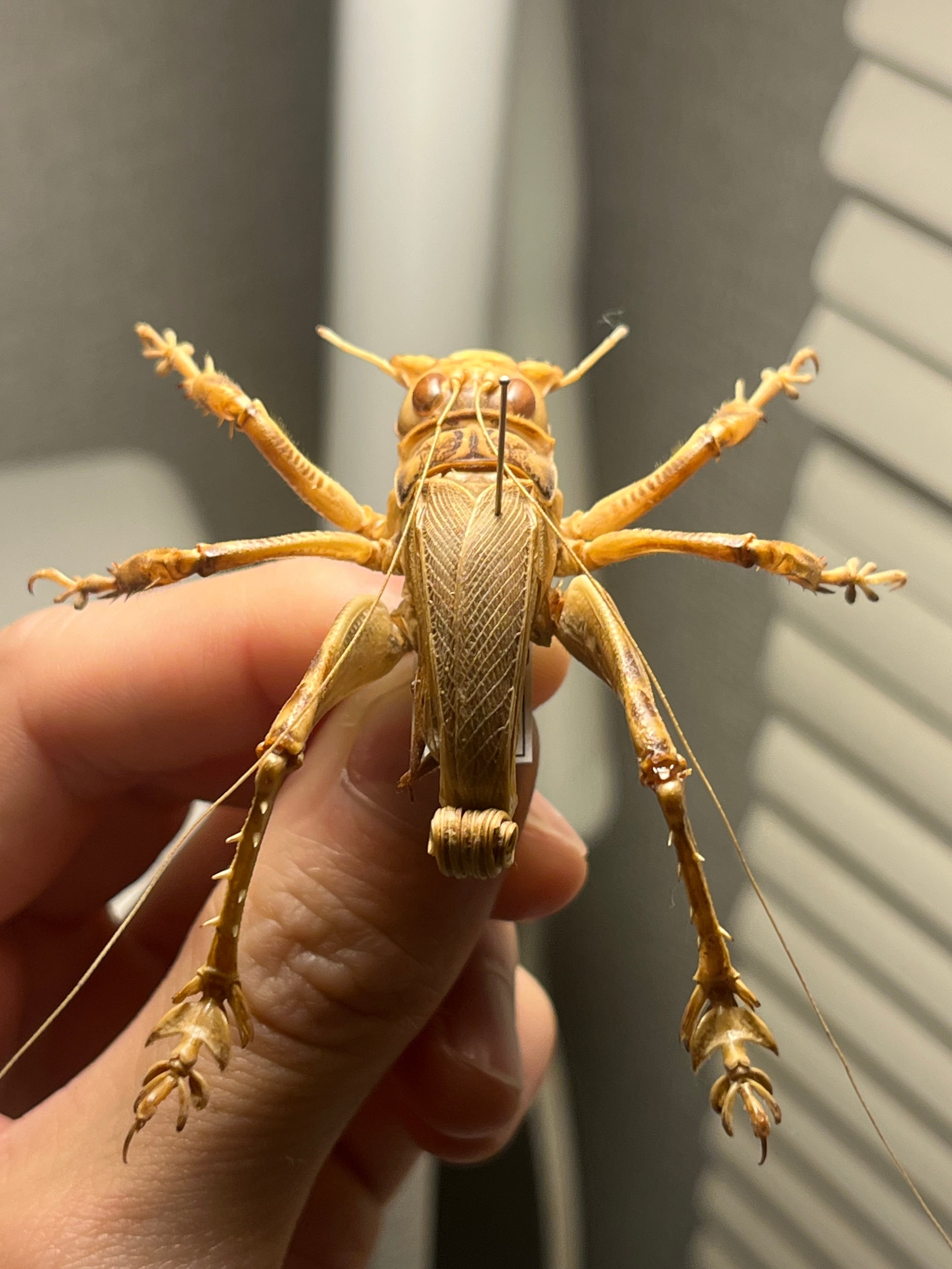 成虫】マキバネコロギス 昆虫標本バッタ キリギリスコロギスリオック直