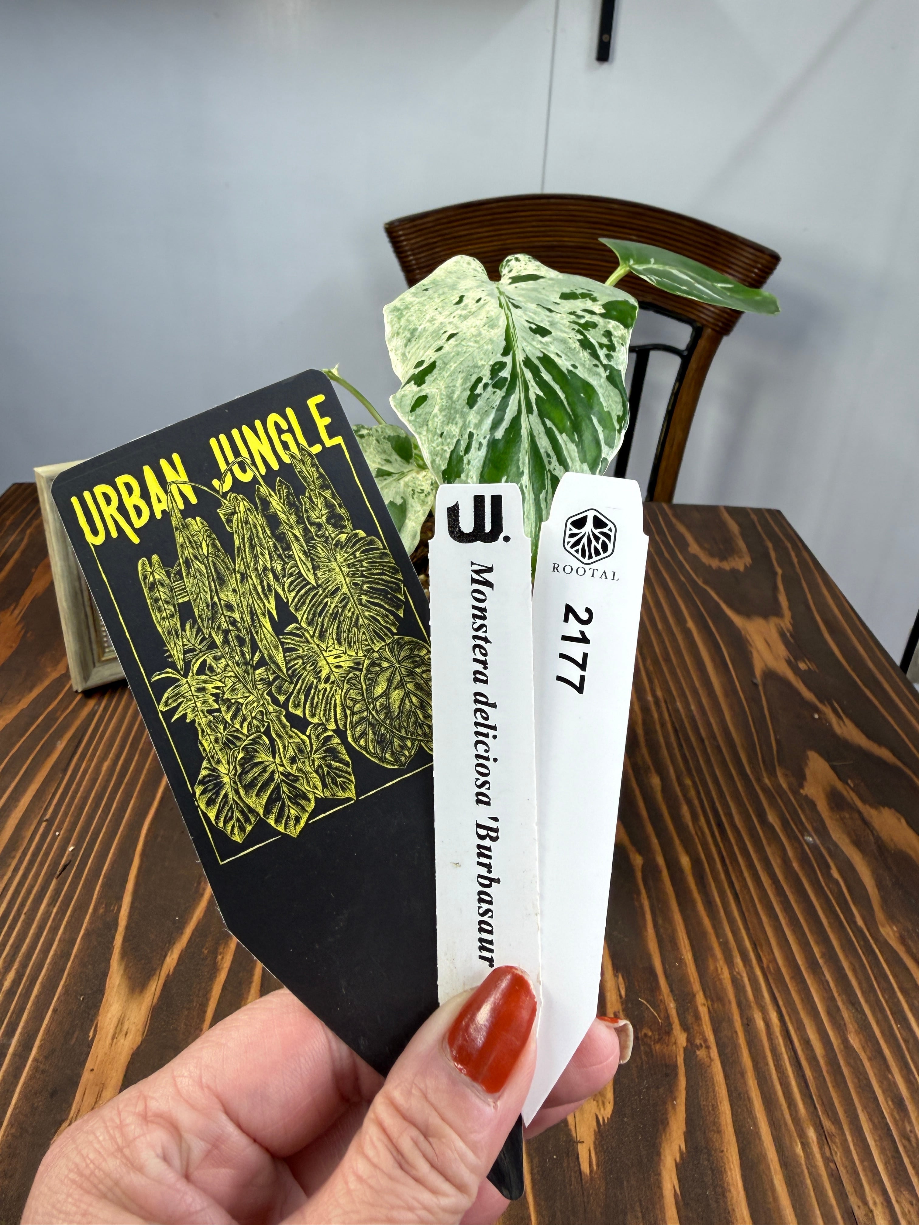 モンステラ | ROOTALPLANTS