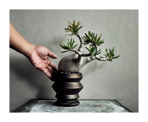 パキポディウム グラキリス  pachypodium gracilius