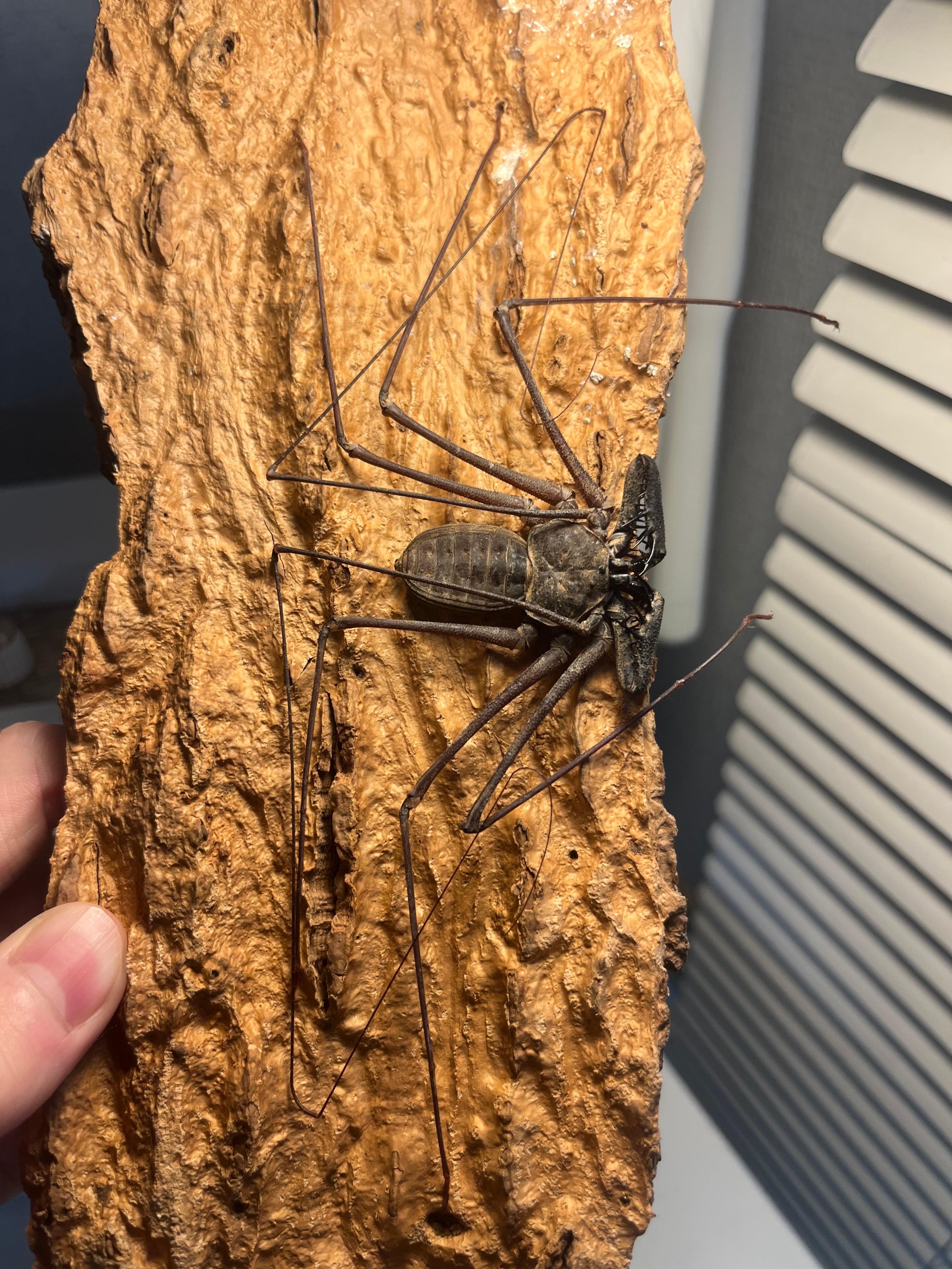 LAST南米腕虫】Heterophrynus elephasウデムシ ヒヨケムシ 三大奇蟲