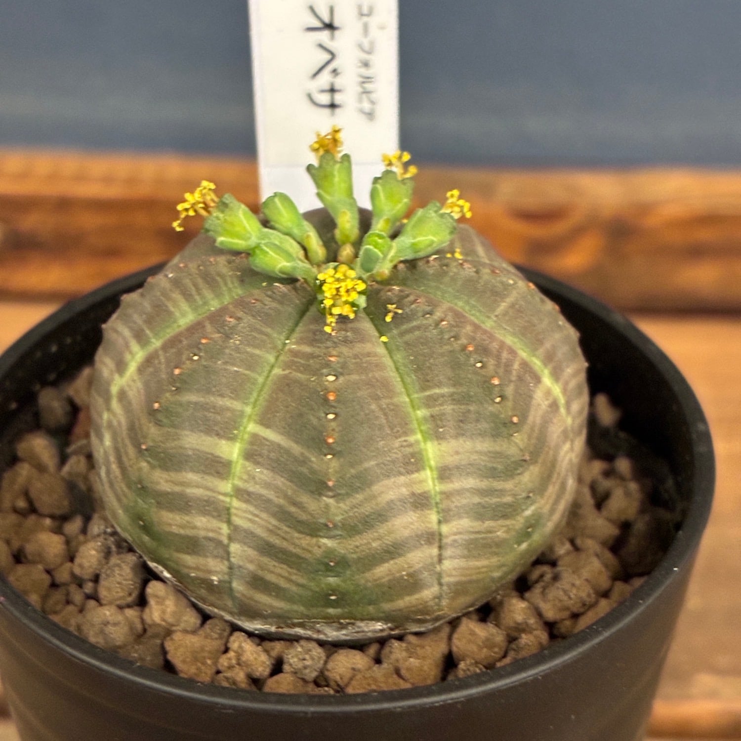 多肉植物 | PROTOLEAF プロトリーフ
