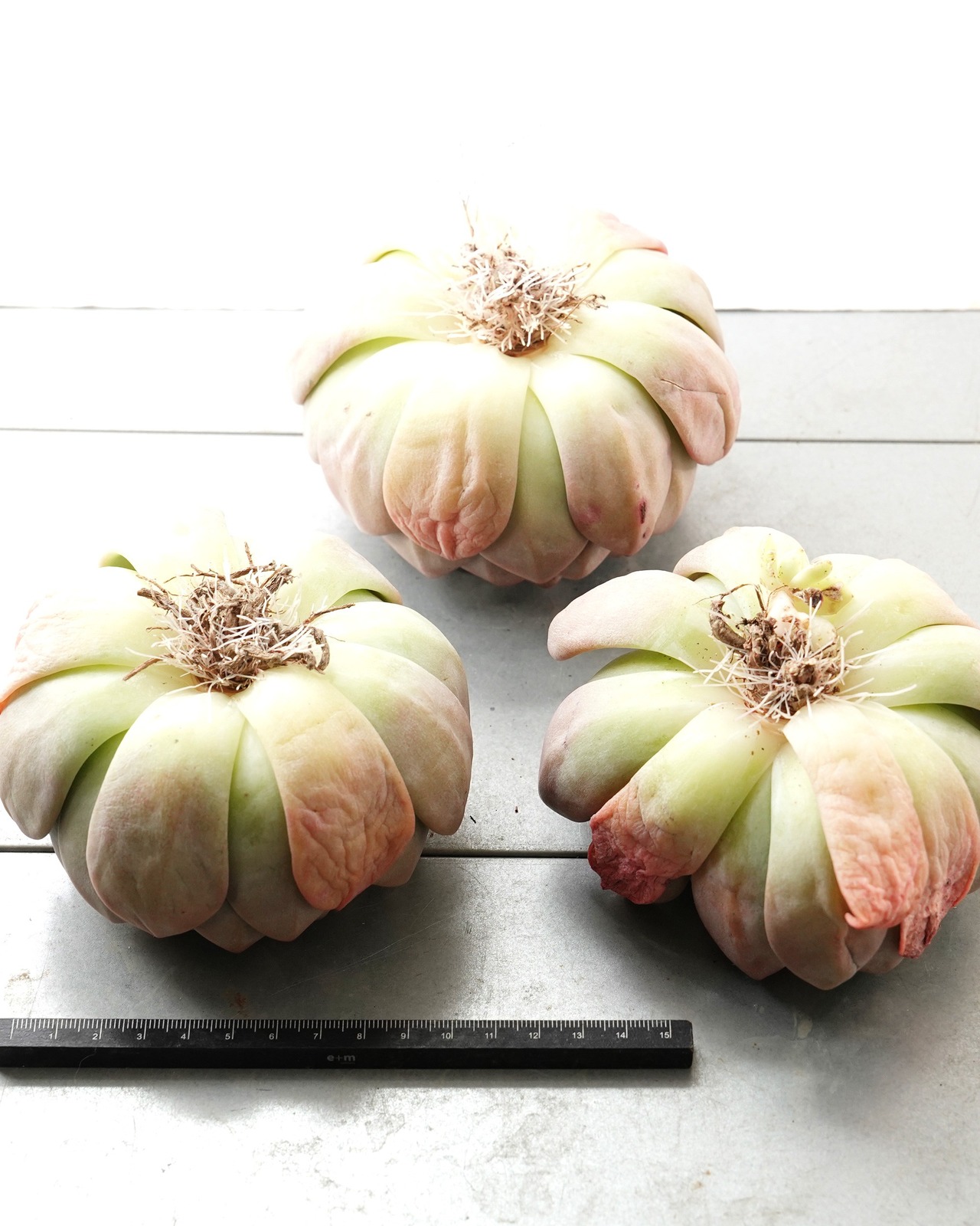 発根済カット苗 白無常 XL Echeveria 'White Useless'