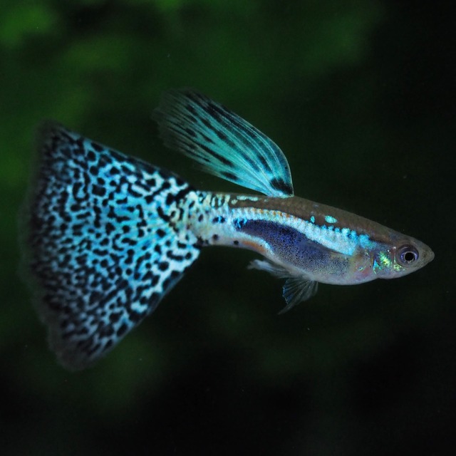 ブルーグラス(RREA系)　1ペア