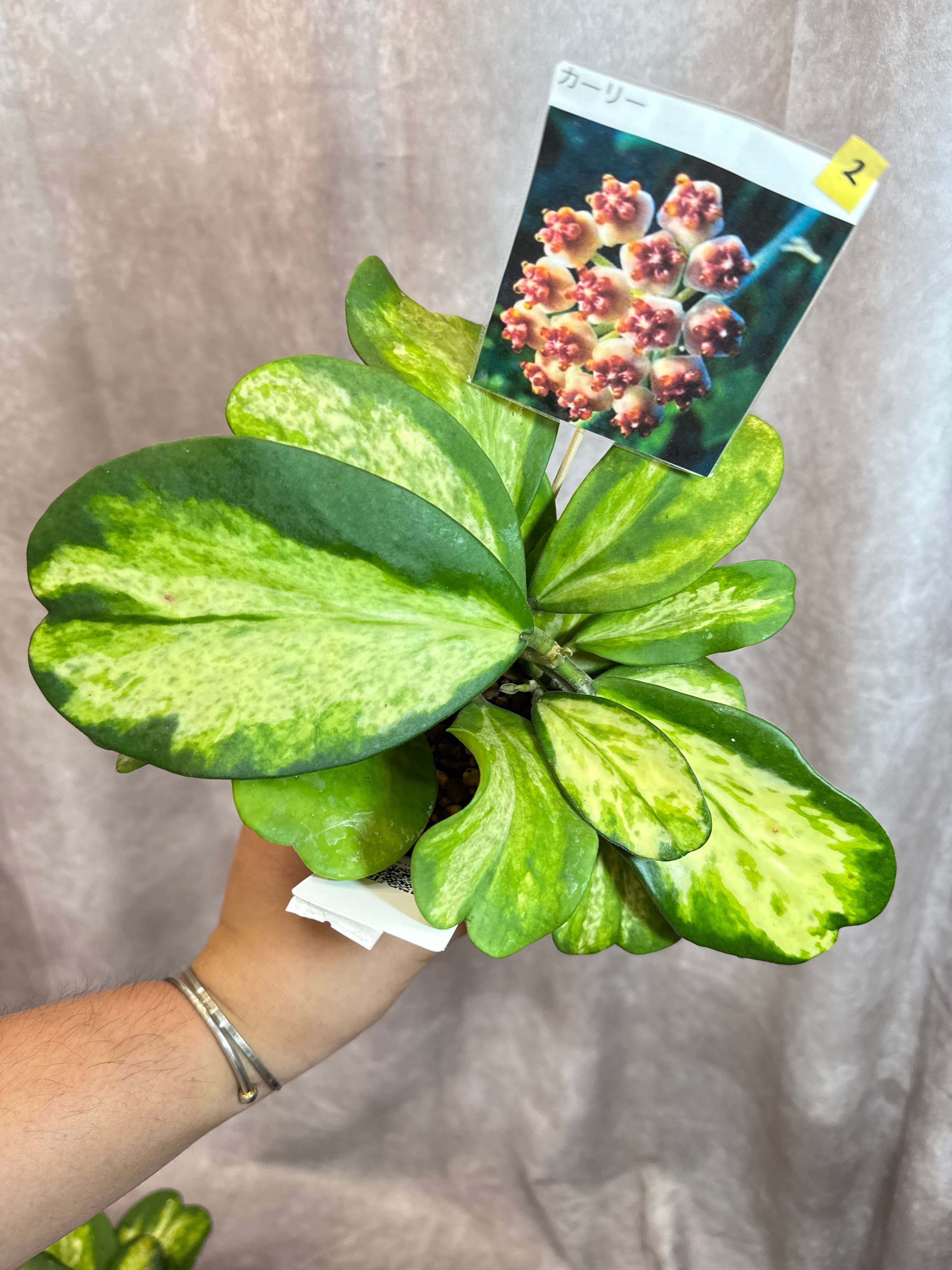 ②【内斑】Hoya kerrii inner variegated spot / カーリー斑入り