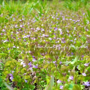 糖や体脂肪が気になる方に＊ワイルドクラフト手摘み☆花付カキドオシ茶