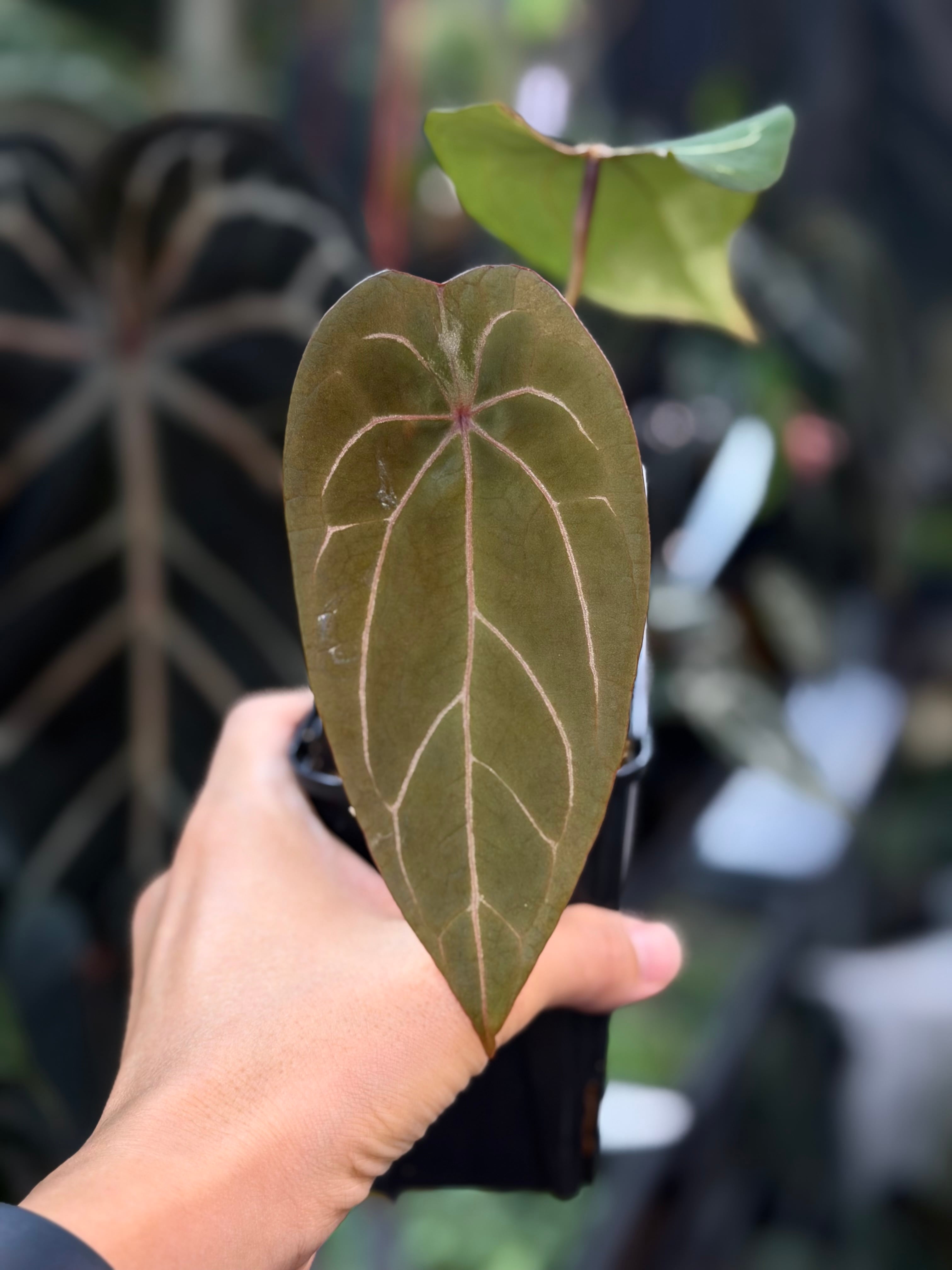 斑入り）Anthurium 'Black Cherry' x 'Galaxy' x 'RVDP' | anthuroom