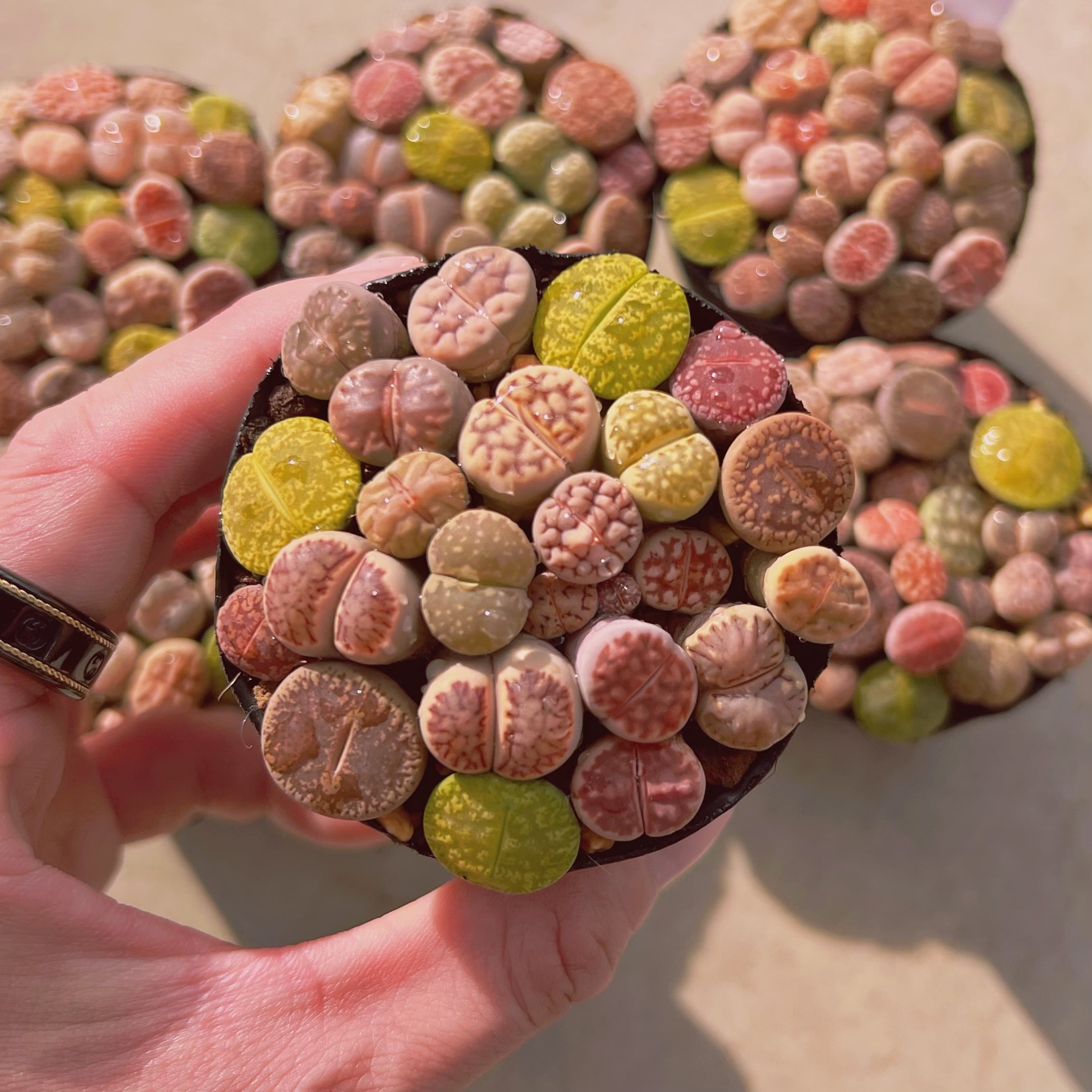 セット042(るる農園base販売会)