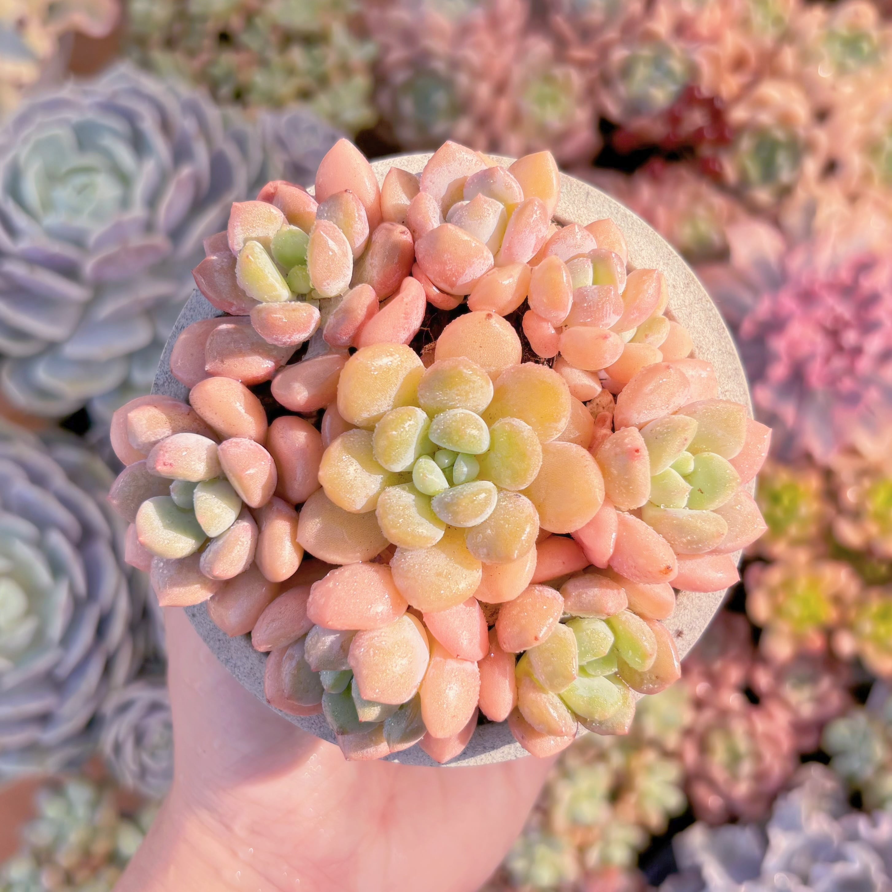 多肉植物　白鷺(7苗)　新入荷　るる農園