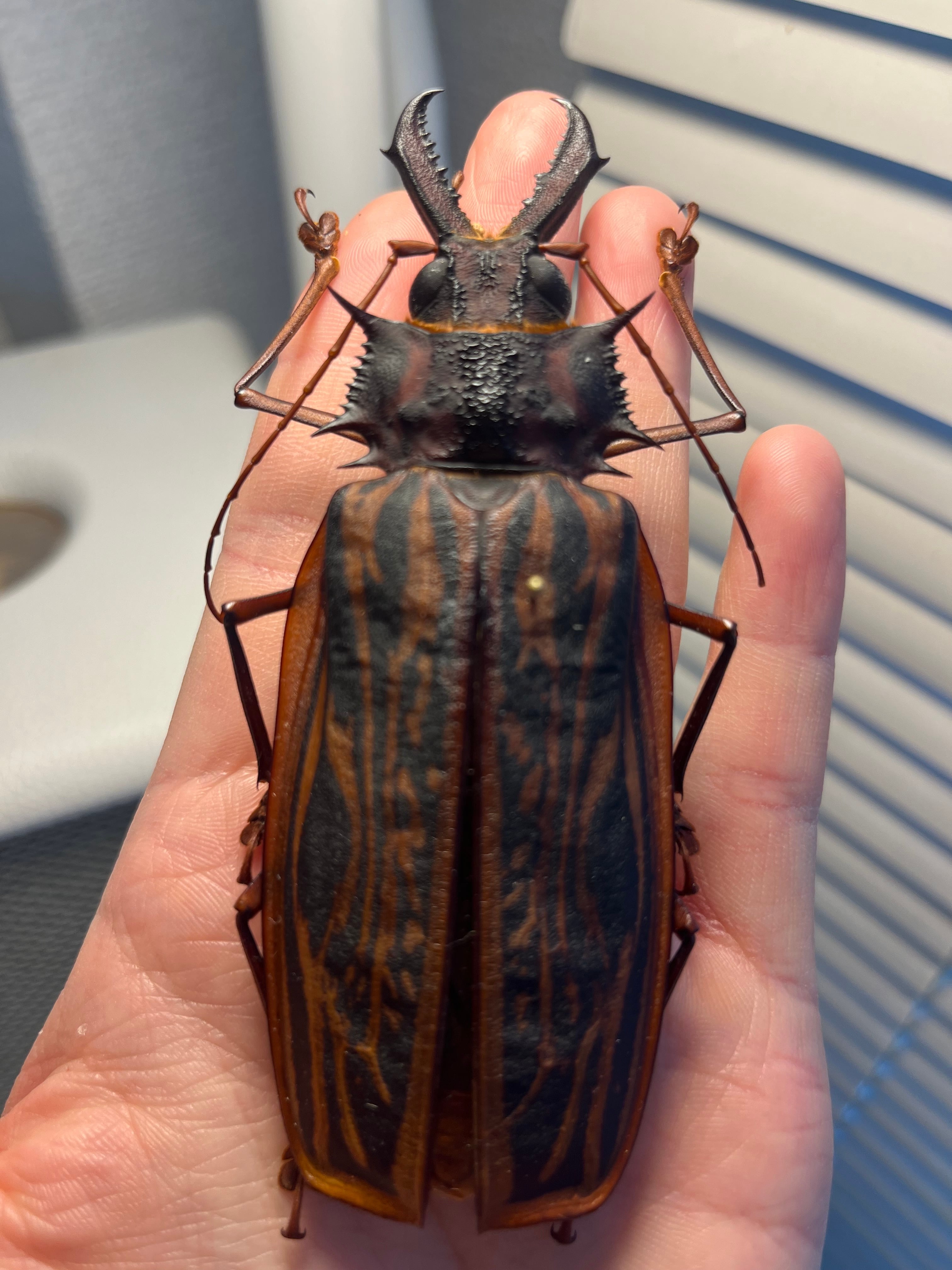 106mm♀】オオキバウスバカミキリ標本 Macrodontia cervicornis昆虫