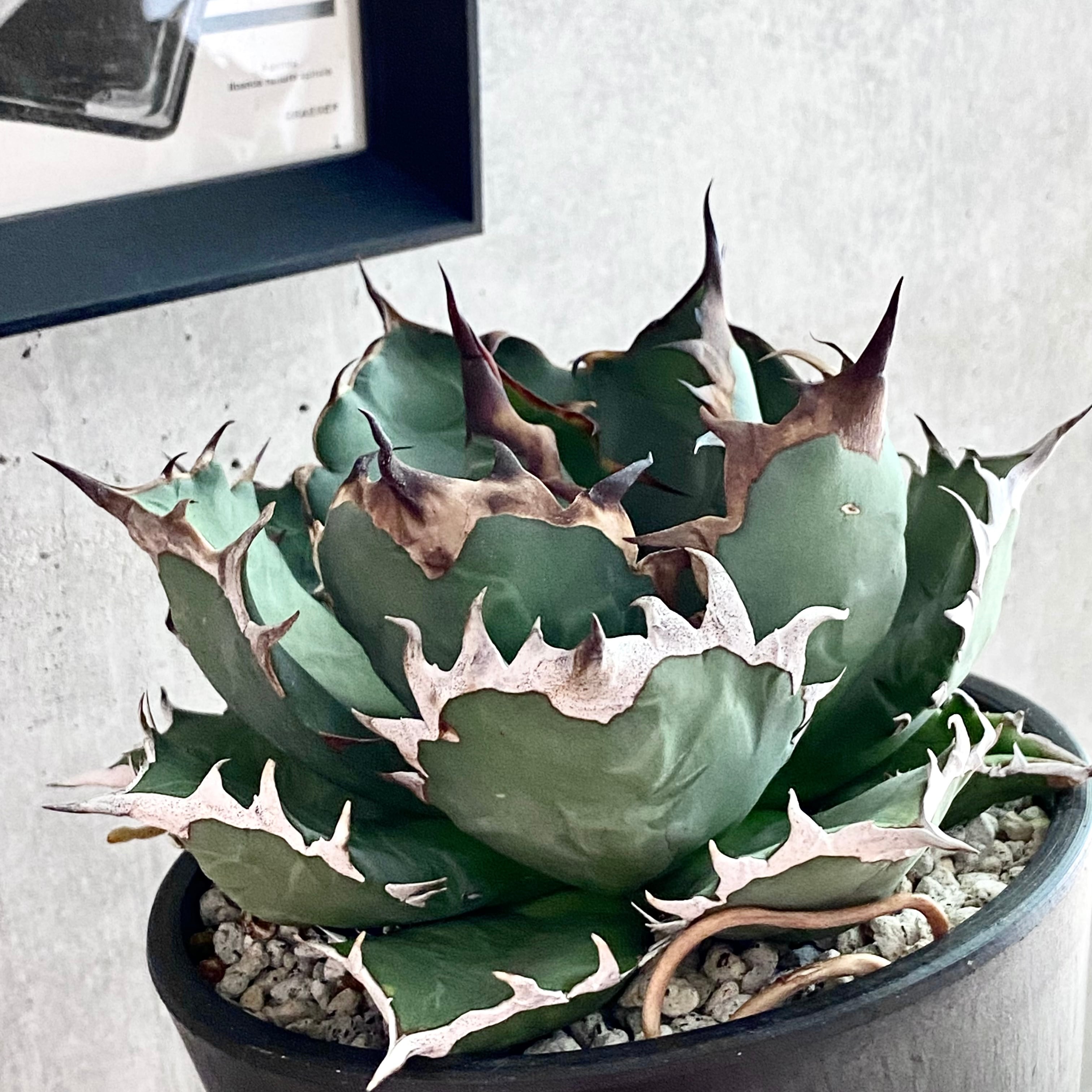 AGAVE titanota アガベ チタノタ 厳龍牡丹①