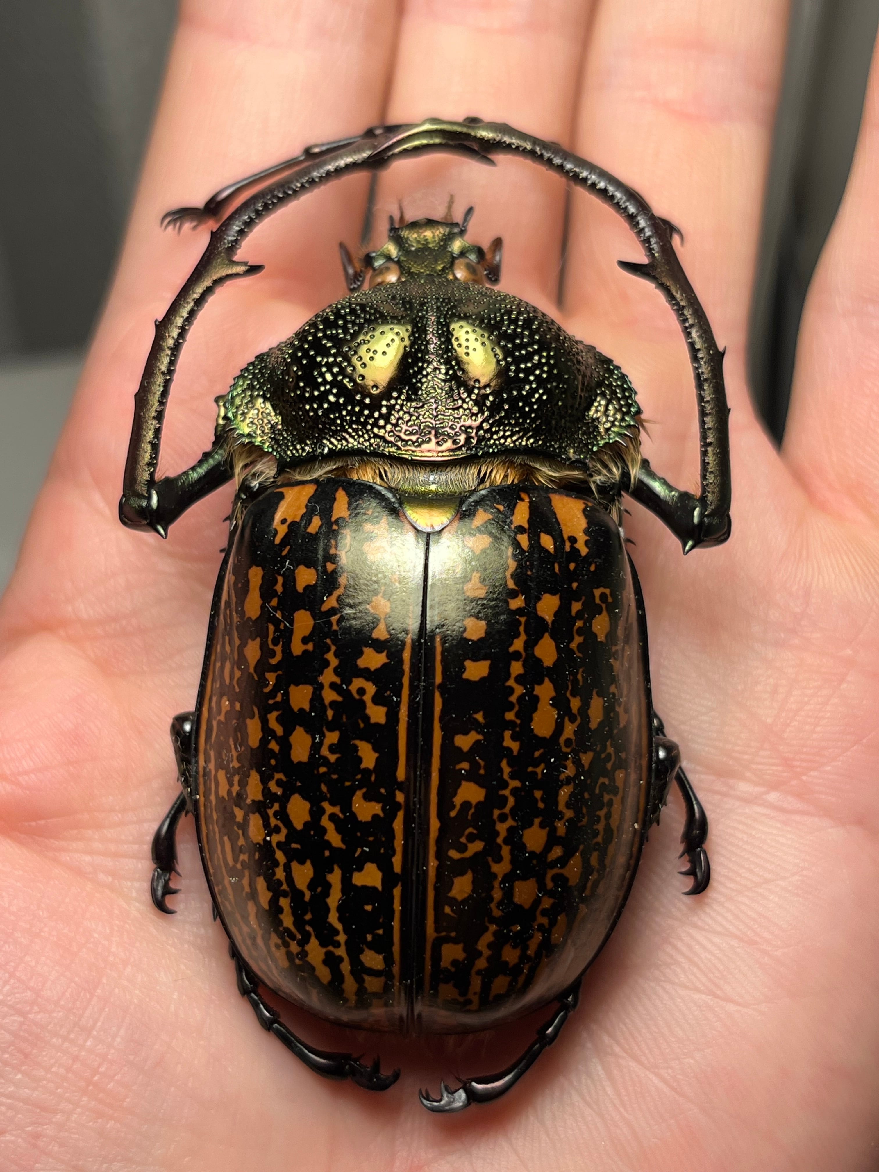 62mm】多分 赤 ゲストロイテナガコガネ カメムシサシガメ甲虫昆虫標本