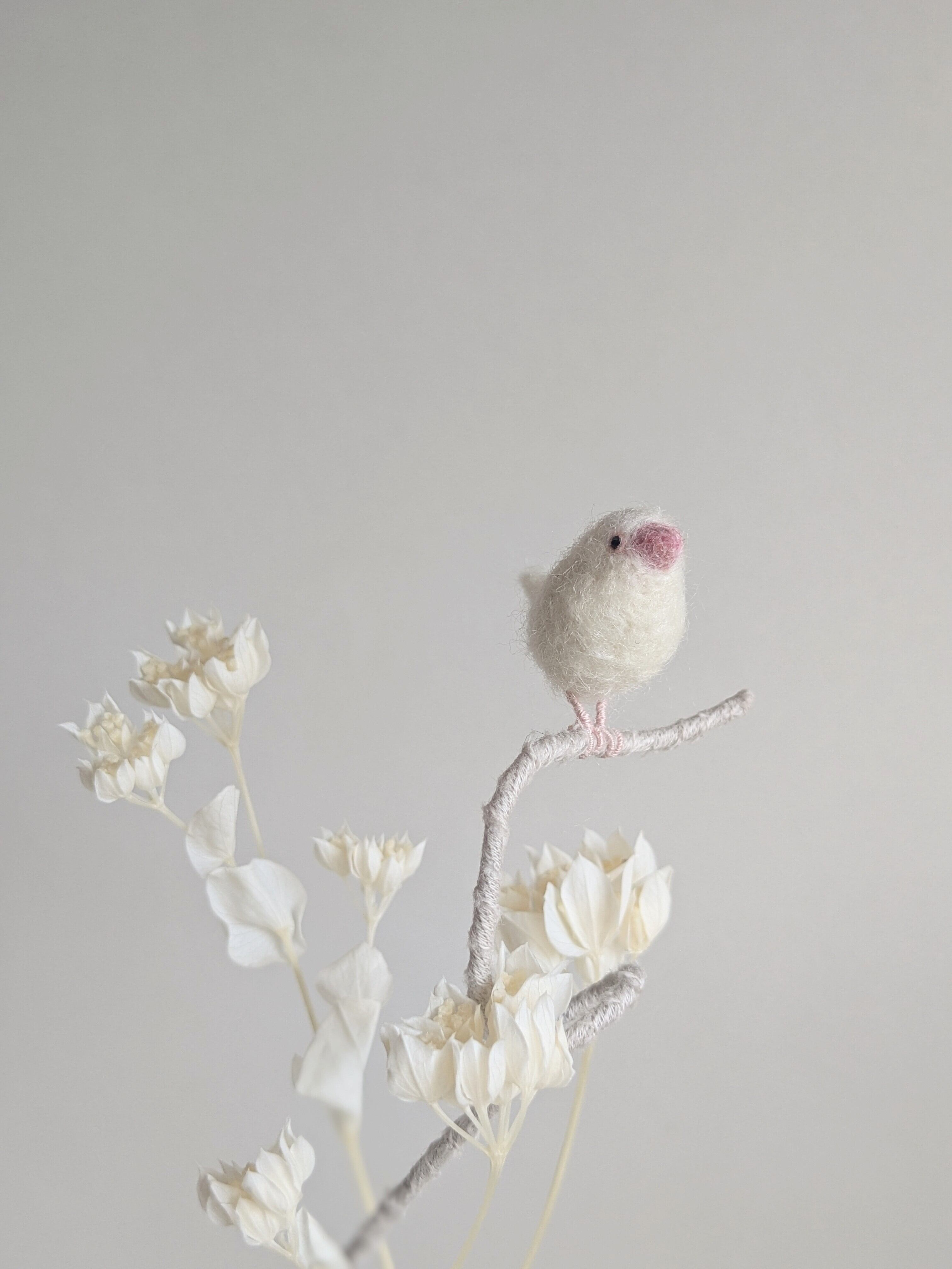 白文鳥