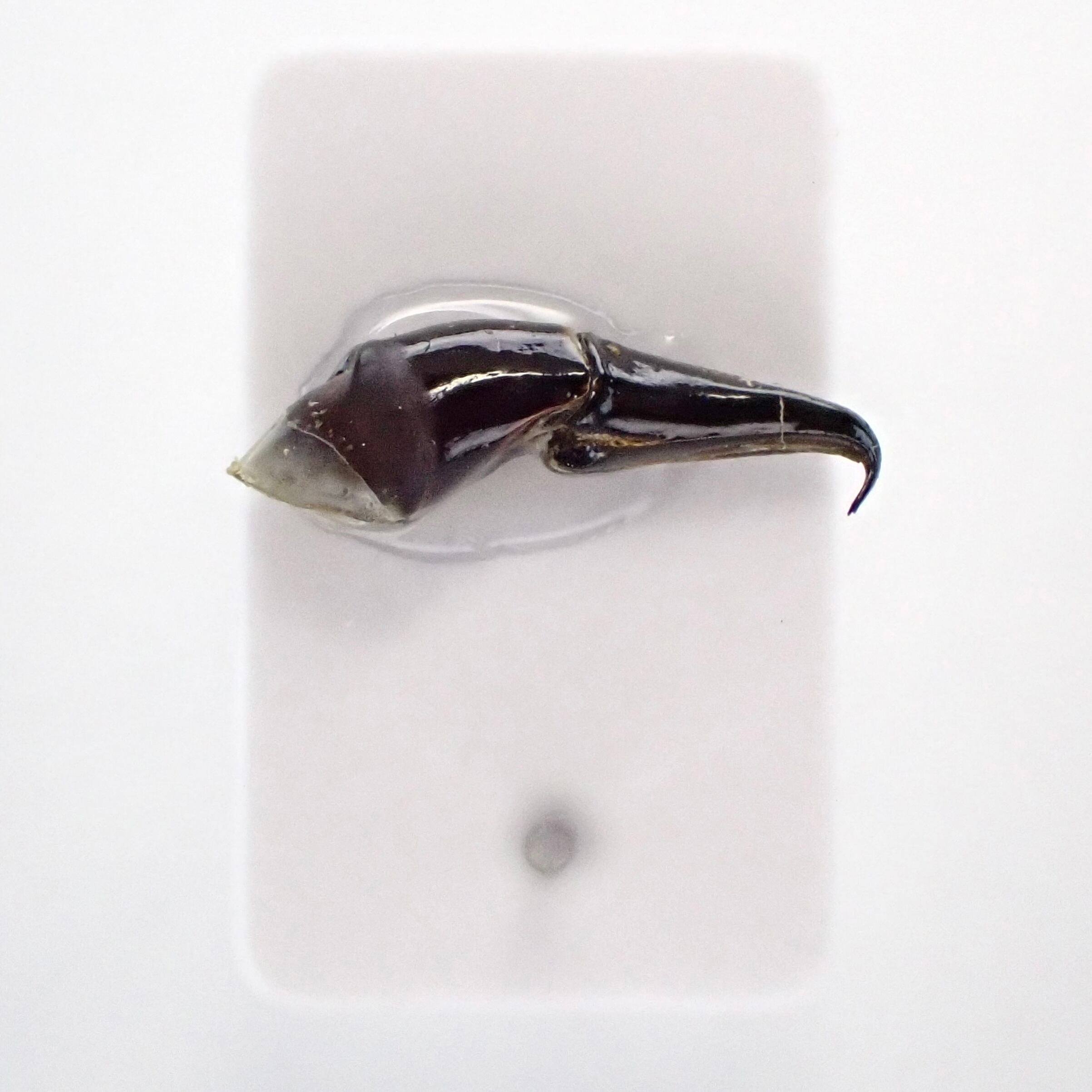 標本 Tanzania Helicopris pirmal 51mm タンザニア産 Heliocopris pirmal ♂ 51mm XL | 昆虫標本