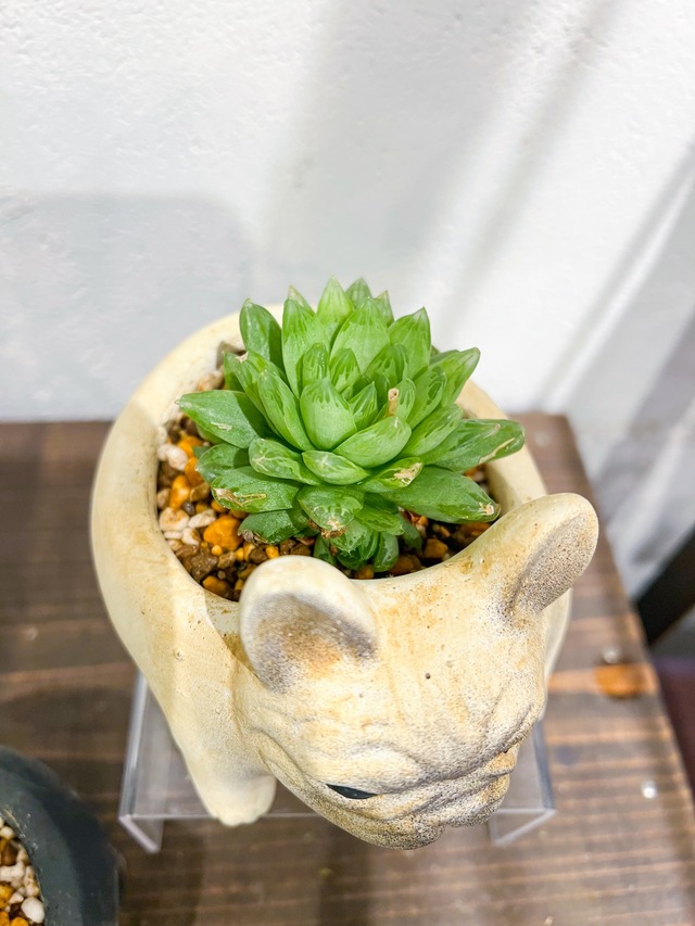 ブルドック鉢×多肉植物