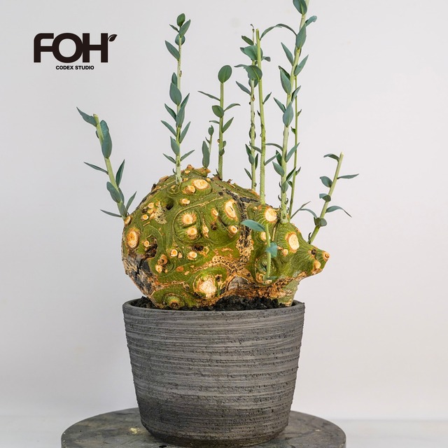 F72 アデニア ペチュエリー Adenia pechuelii ナミビア産 発根済み 現地球