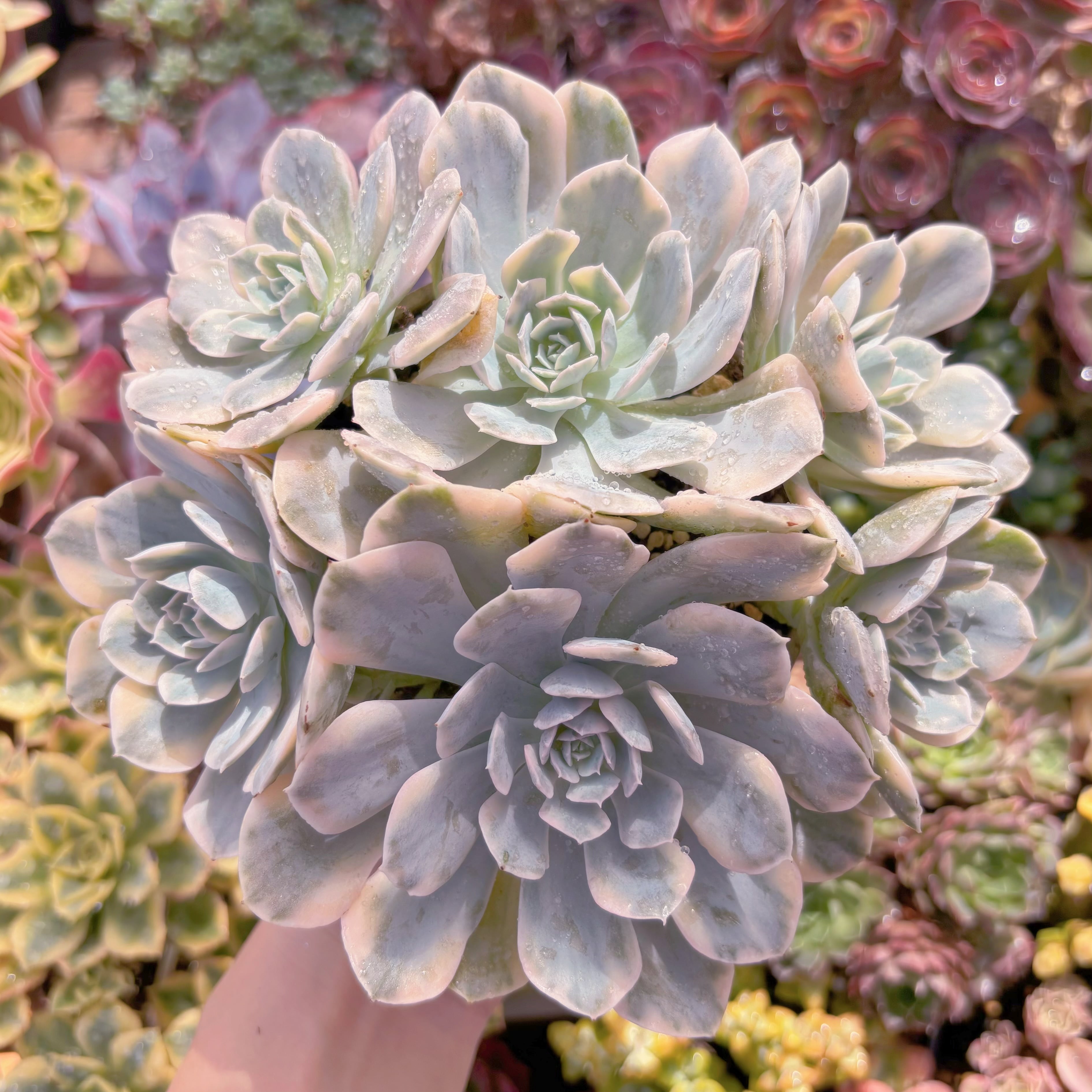 現品　ルヨン二錦#640　特大群生　るる農園