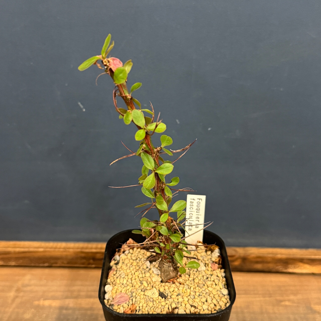 フォークイエリア　ファシクラータ【795】