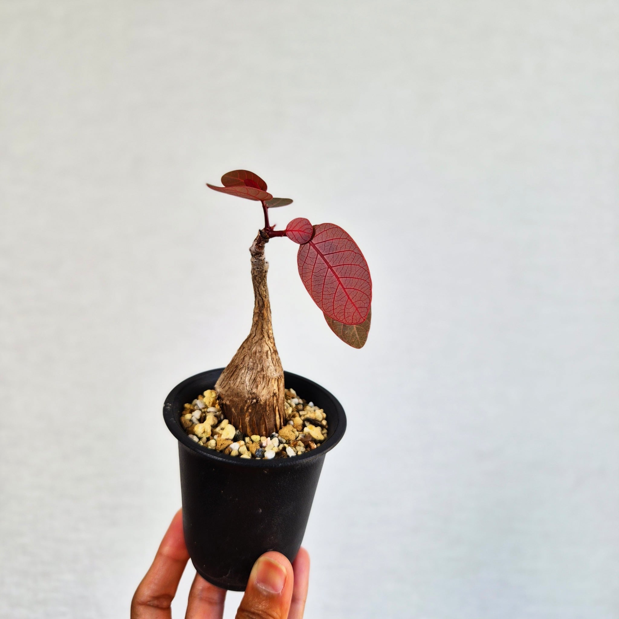 ③〚フィランサス・ミラビリス〛Phyllanthus Mirabilis 塊根植物 コーデックス ポット発送