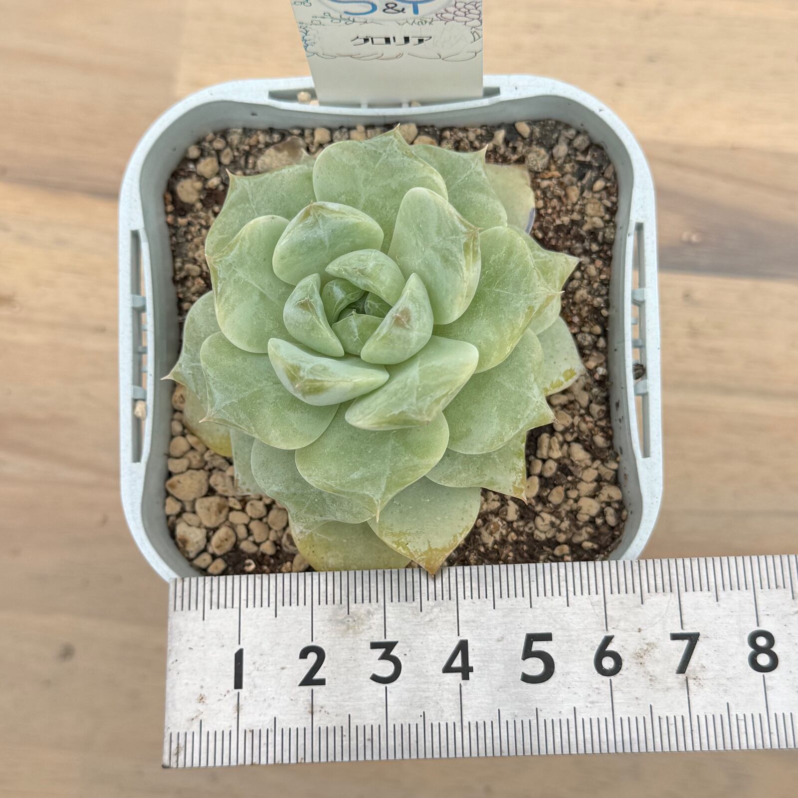 グロリア】韓国輸入苗 多肉植物エケベリア 第四種送料込み | 多肉植物