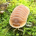 だんごむし グエン 5+1匹 | DNG64｜ダンゴムシ販売店