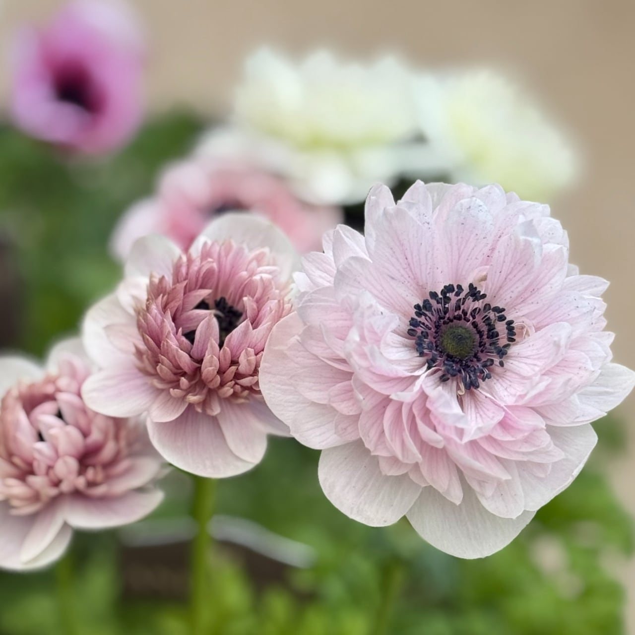 ALL ITEM | MARX PLANTS | 観葉植物・多肉植物・塊根植物