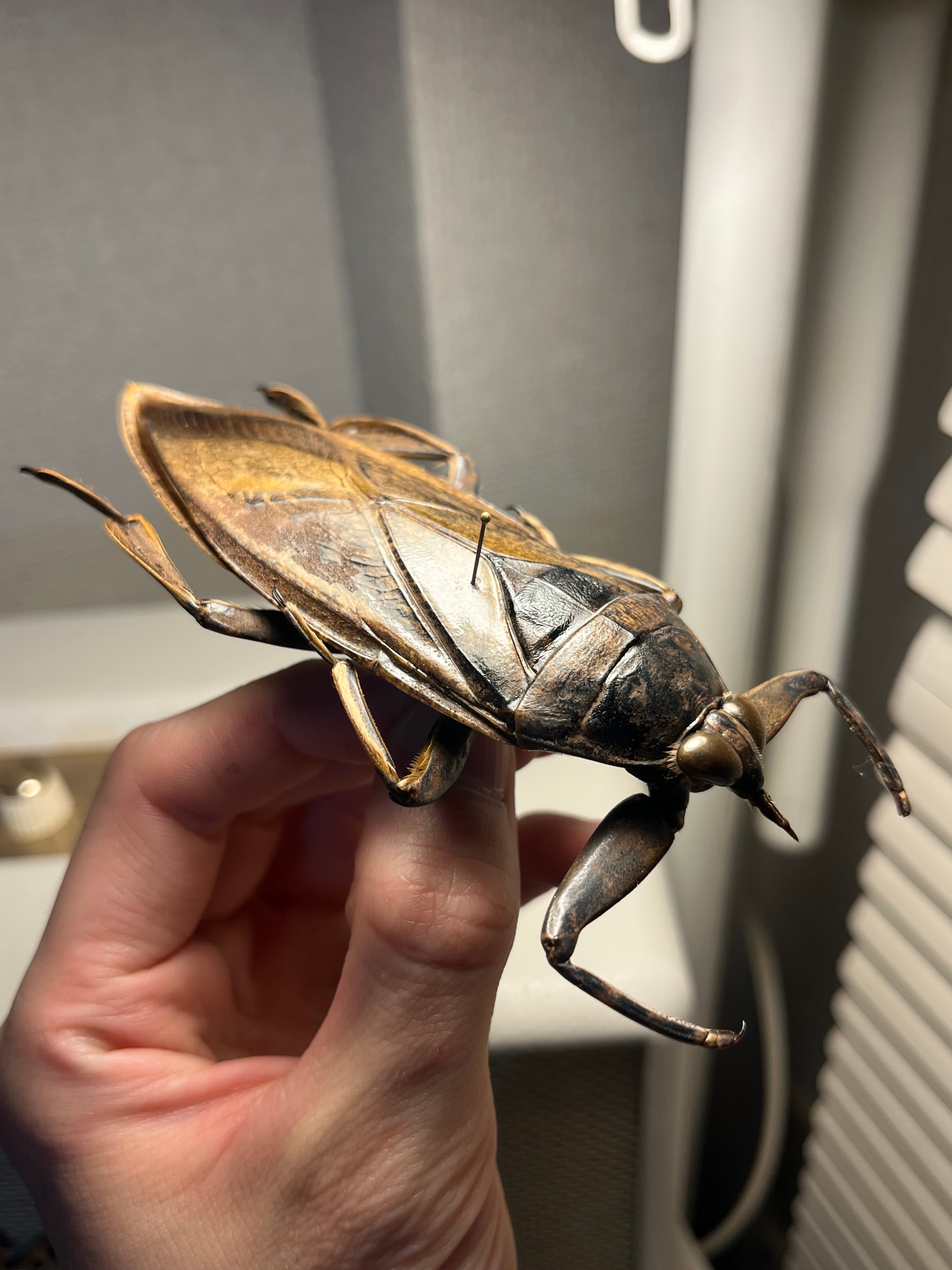 95mm】ナンベイオオタガメLethocerus maximusの標本 タランチュラ