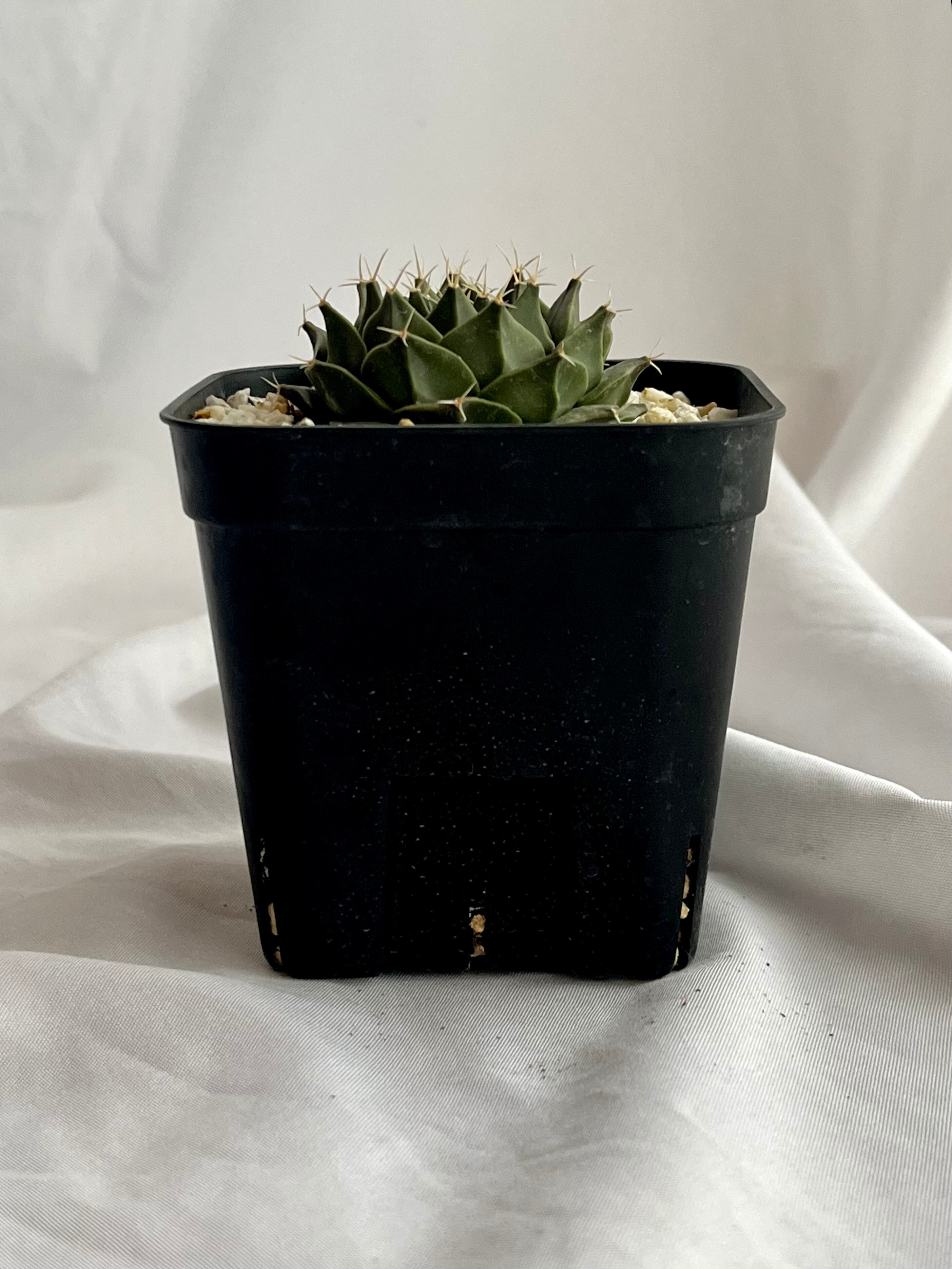 Obregonia denegrii オブレゴニア 帝冠 サボテン | plants MARU