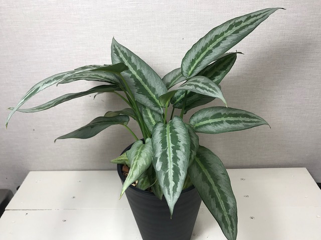 スキスマトグロッティス ハイナエンシス