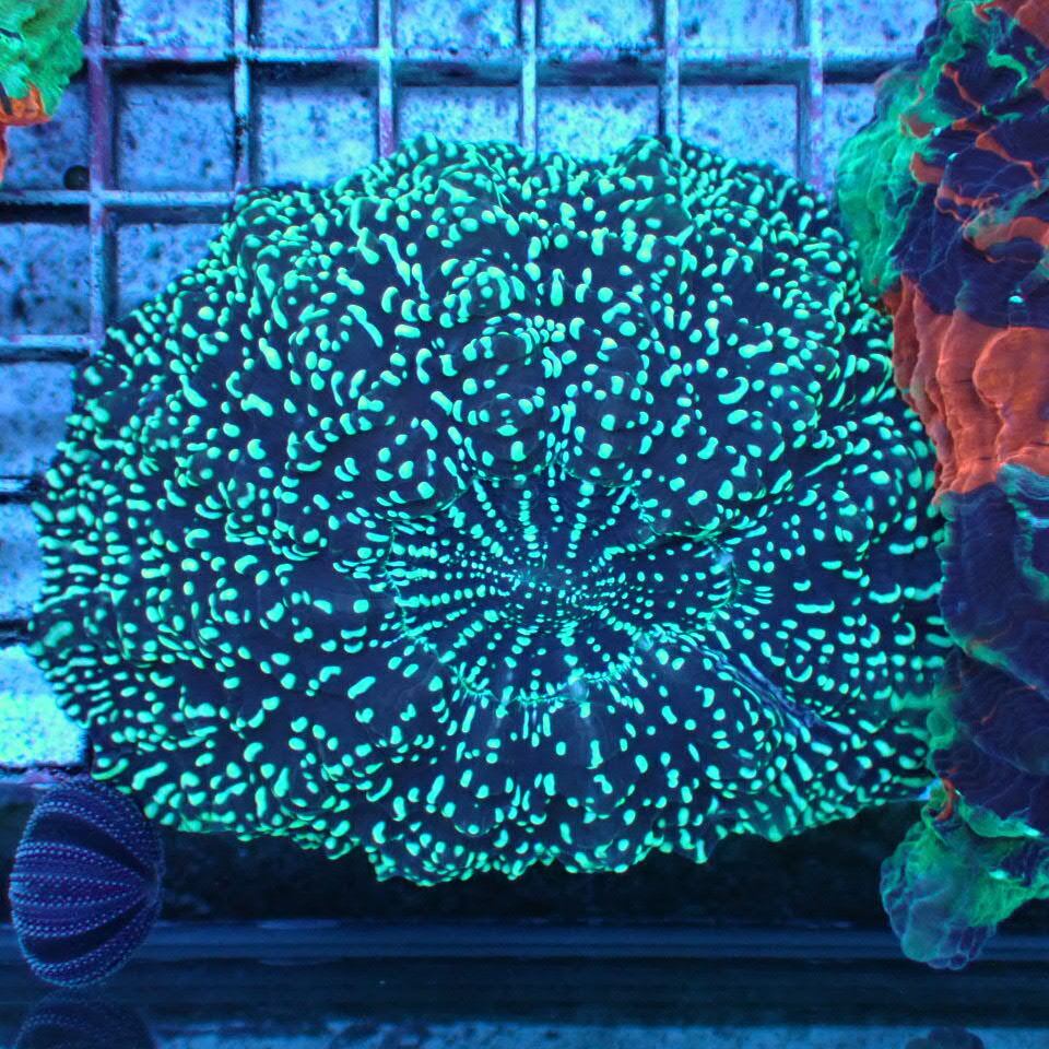 アザミハナガタサンゴ | HOUSE REEF(ハウスリーフ)サンゴ・海水魚