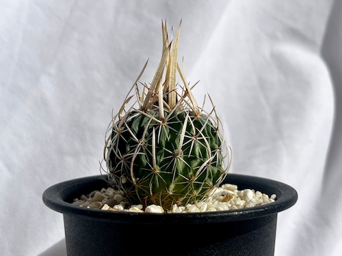 Echinofossulocactus　エキノフォスロカクタス　長刺振武玉　サボテン