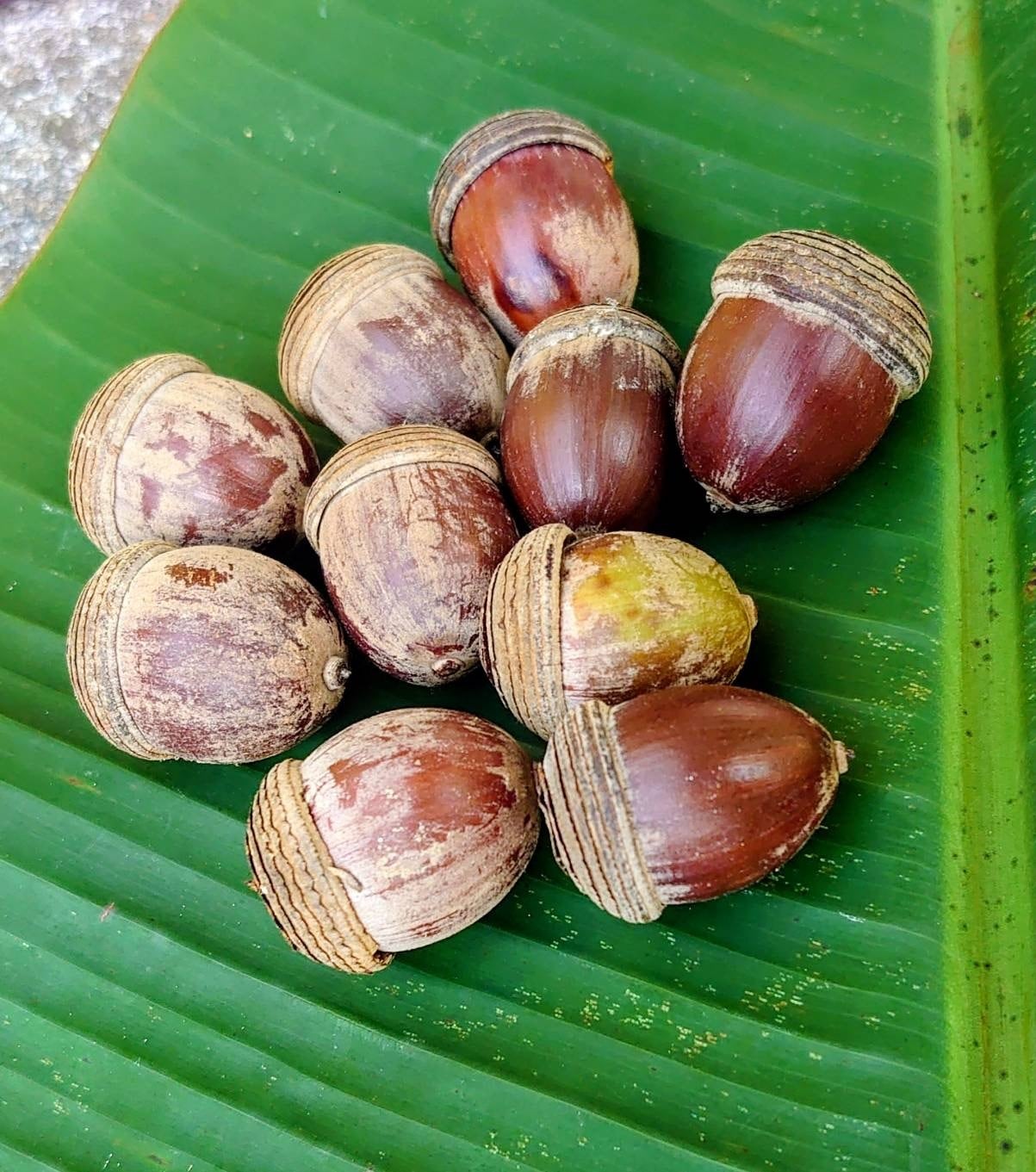 どんぐり。他の方は購入しないで下さい。 椎の実 食べられるどんぐり 特大600g 匿名 即日発送 - メルカリ