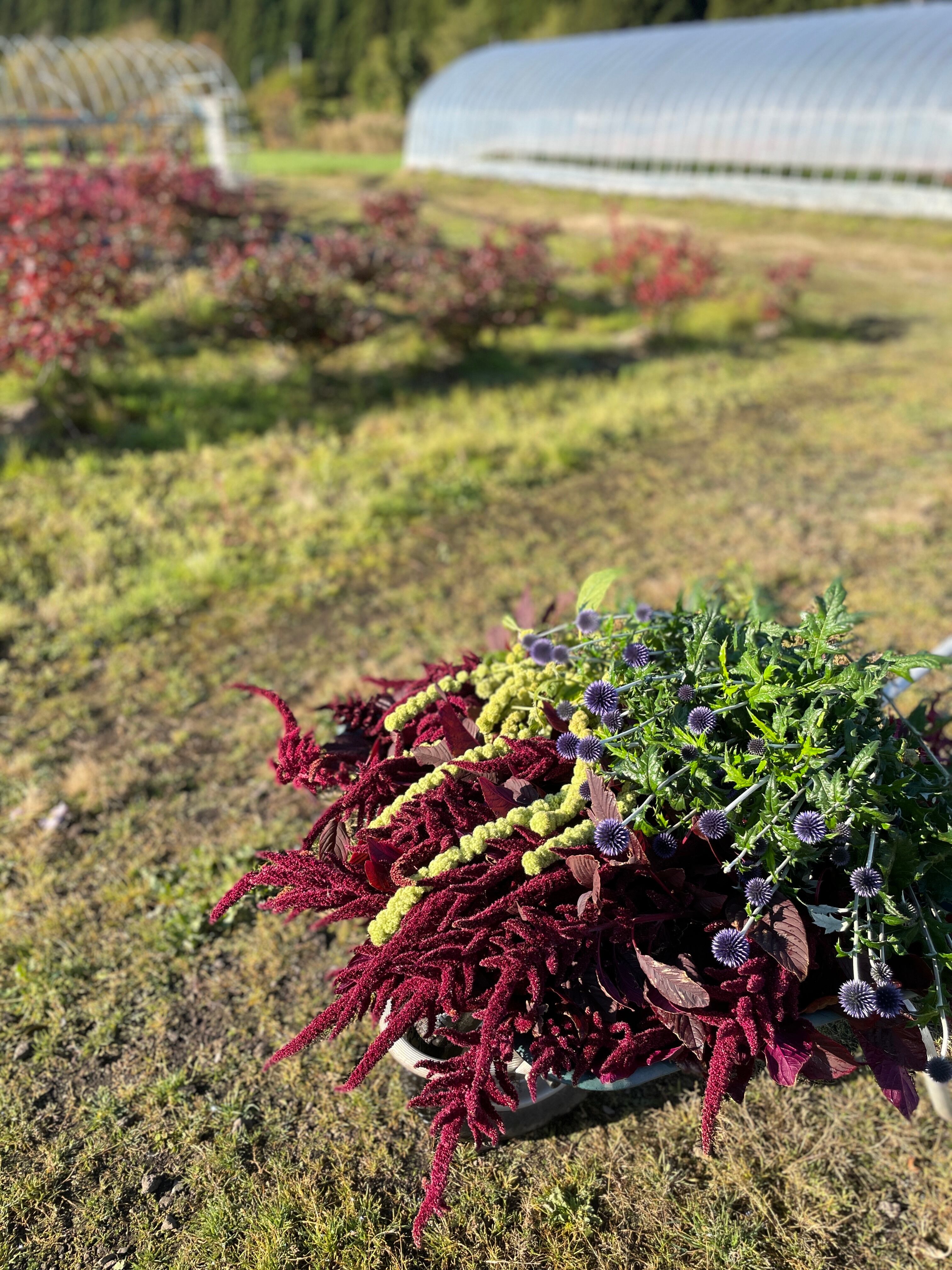 花問屋Greenfrog