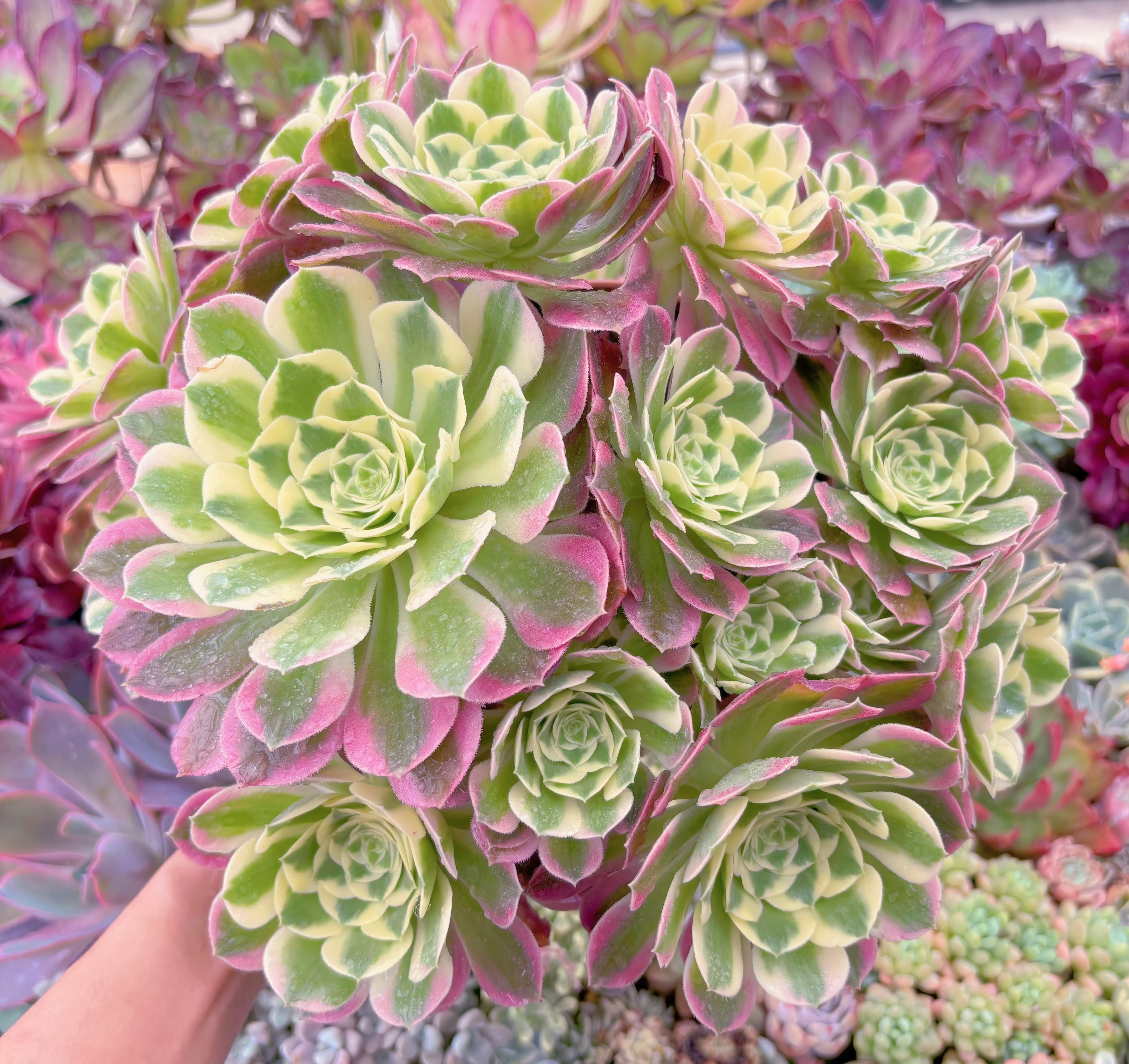 現品　白鳳#850　特大大群生　約30cm　るる農園