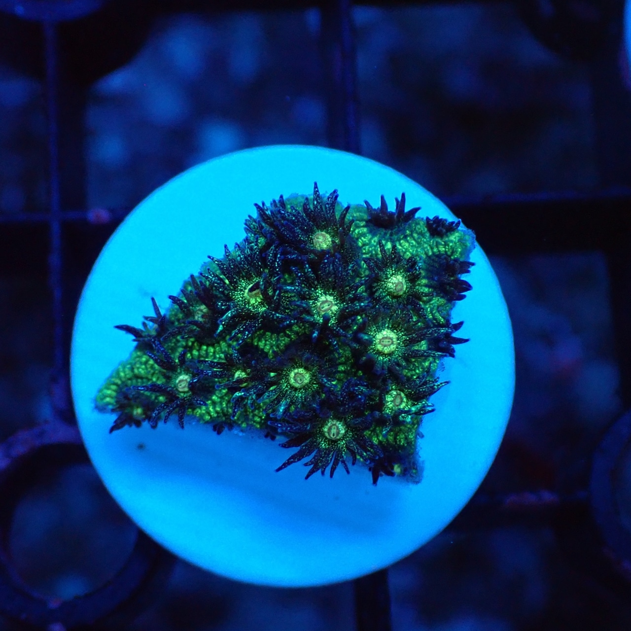 Glitter Instruments 【CF】Goniopora Green Glitter | BLUE GARDEN(ブルーガーデン)