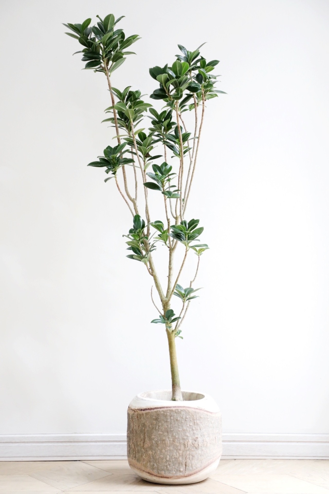 【L/100cm】ガジュマル 細葉/Ficus microcarpa