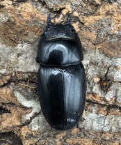 【WD】《ユーリケファルスヒラタ 70.5mm ペア》