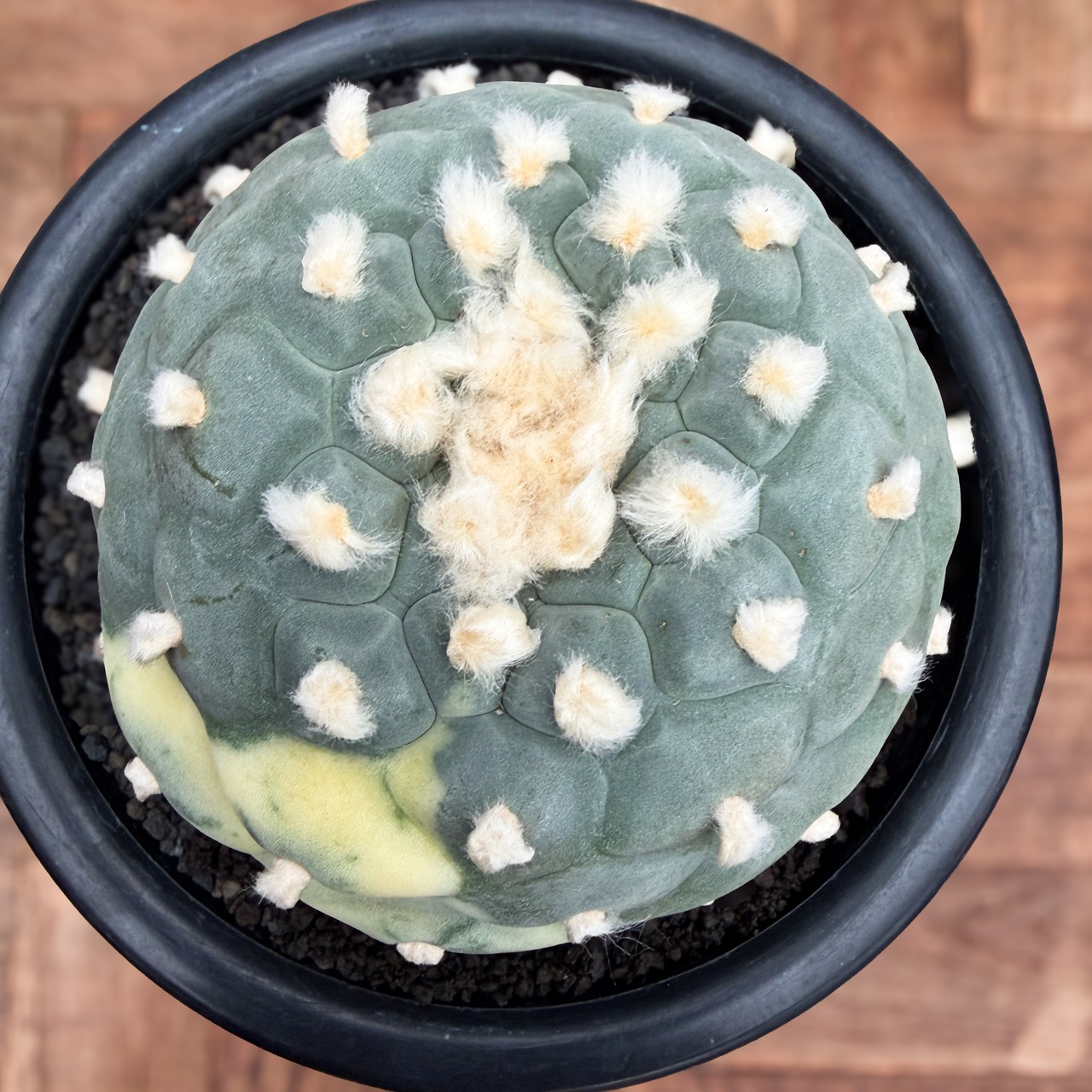 Lophophora diffusa variegata【ロフォフォラ・翠冠玉錦】