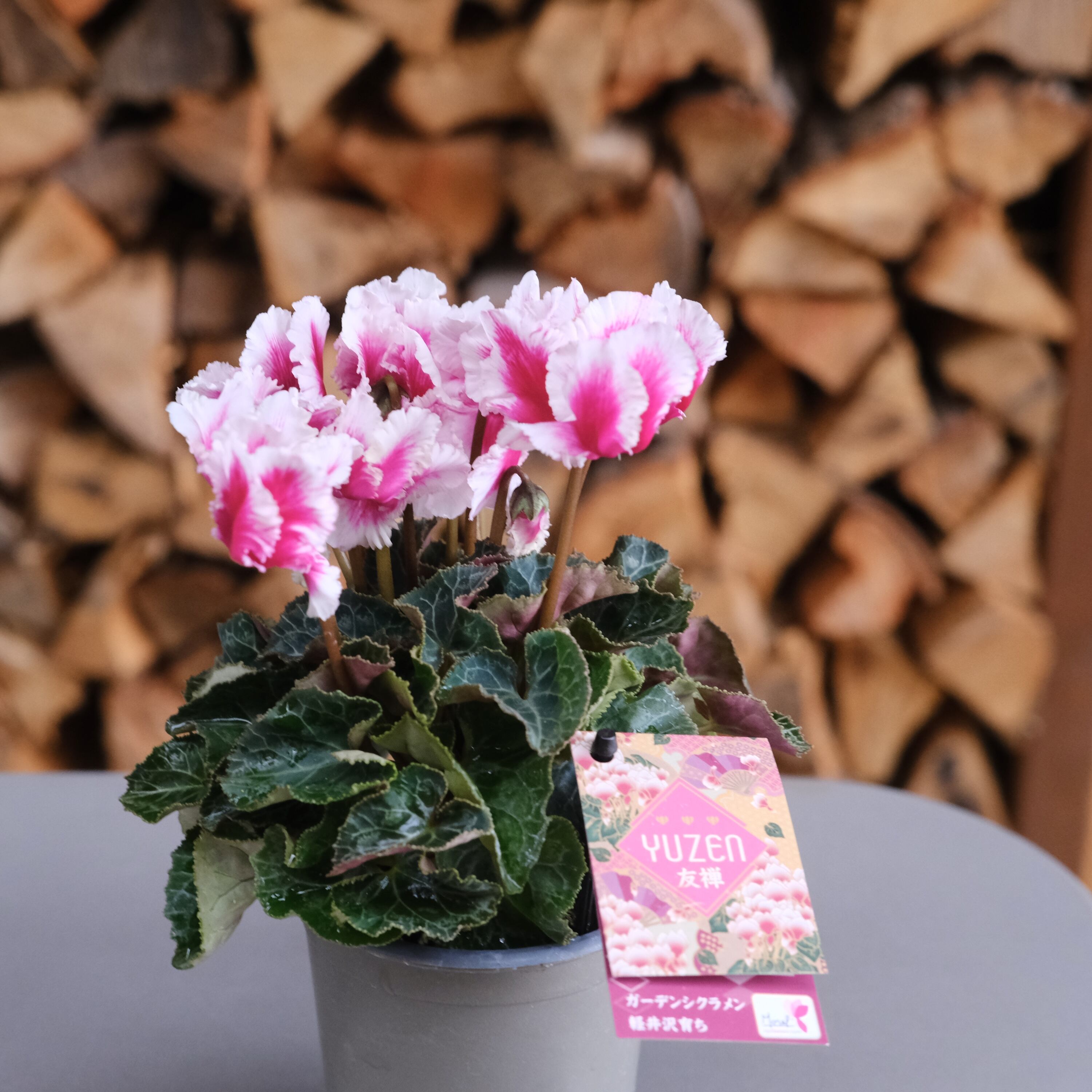 ガーデンシクラメン《 友禅 》軽井沢育ち 3号鉢 | グリーンギャラリー