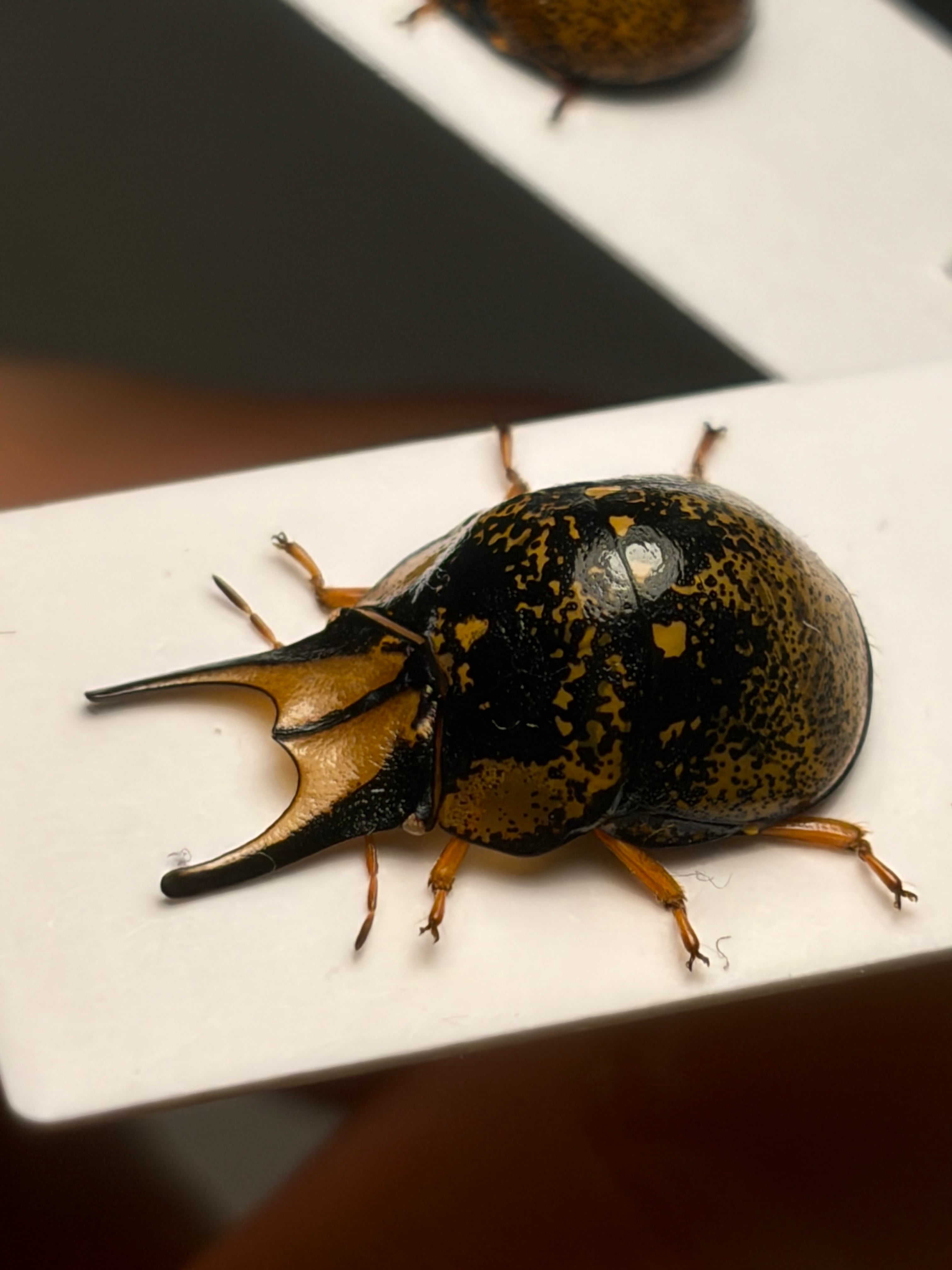 中型ペア】幻のクワガタマルカメムシ 標本 とんでもない甲虫 BRUTUS