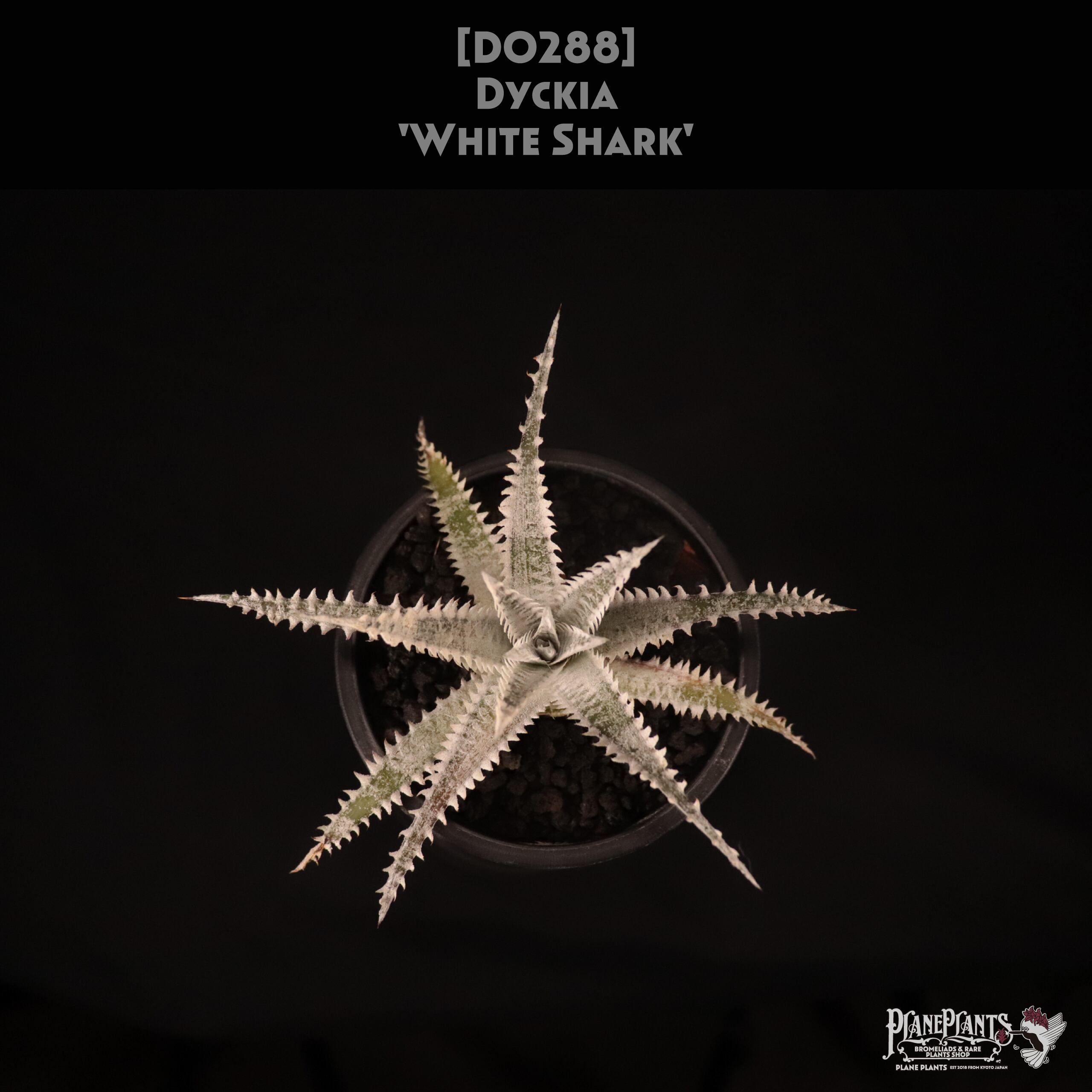 【送料無料】Dyckia 'White Shark'〔ディッキア〕現品発送D0288