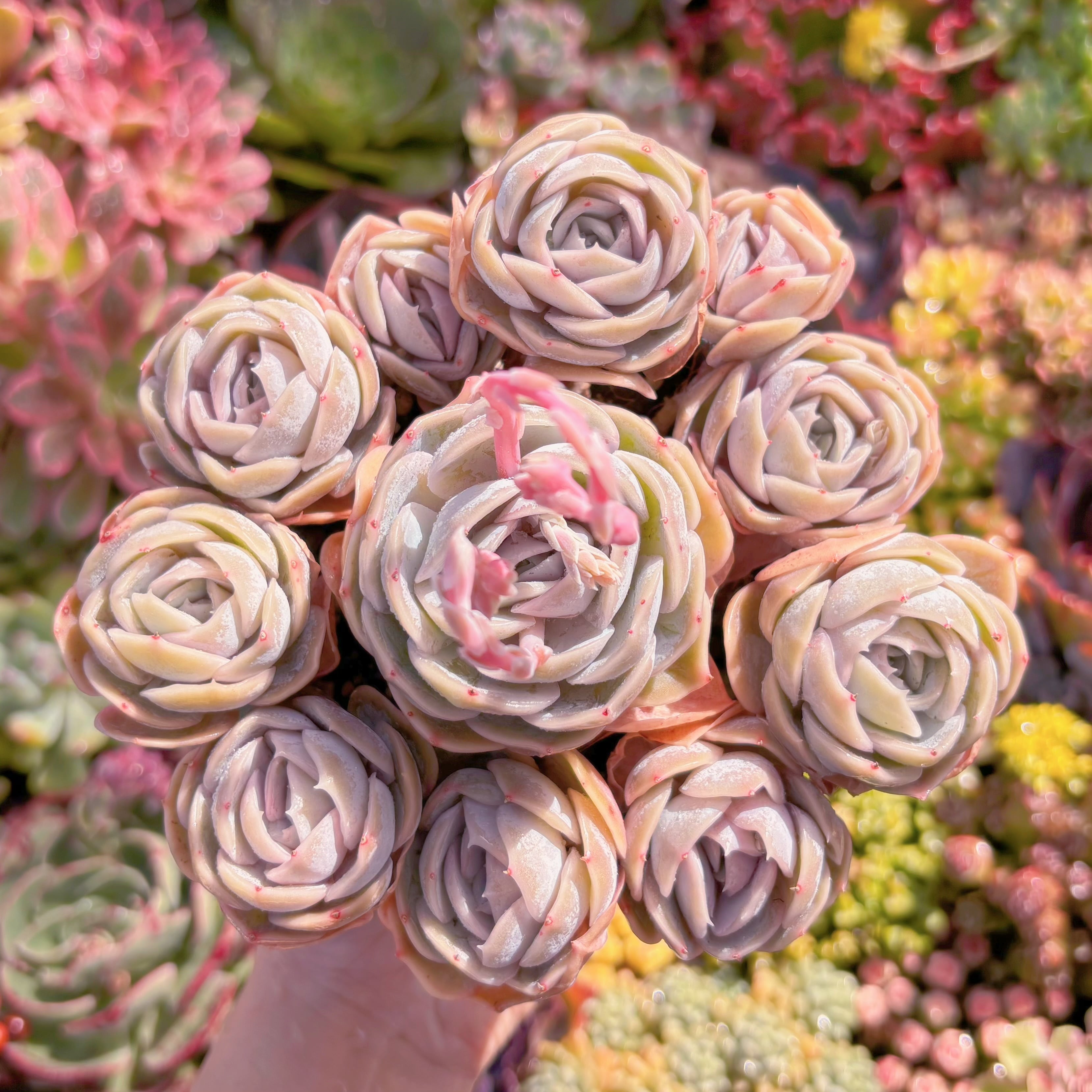 現品　ブルーサプライズ#M013　大群生　新入荷　るる農園