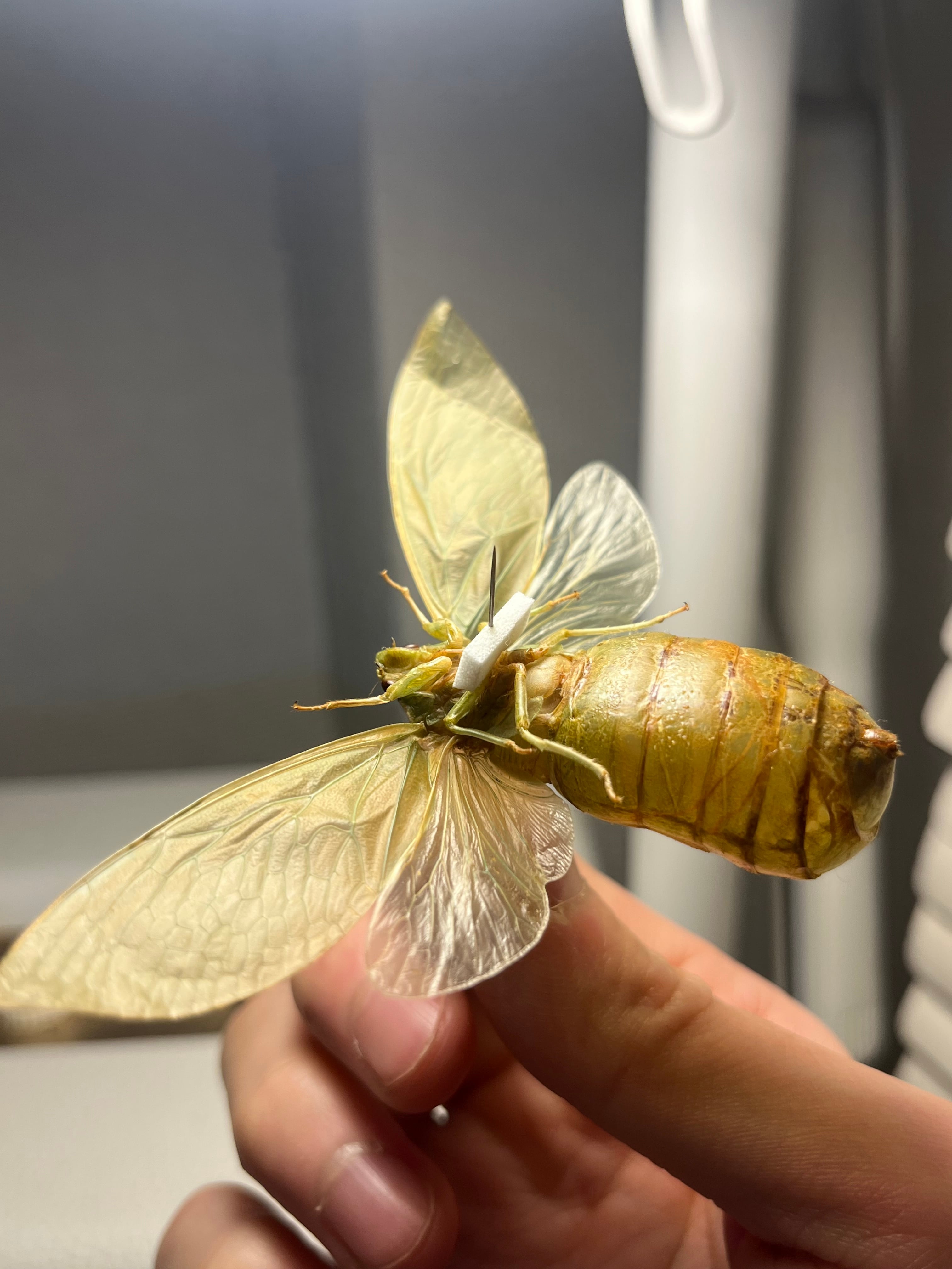 伝説ノ蝉】フウセンゼミ ハラブトゼミ Cystosoma saundersii 昆虫標本