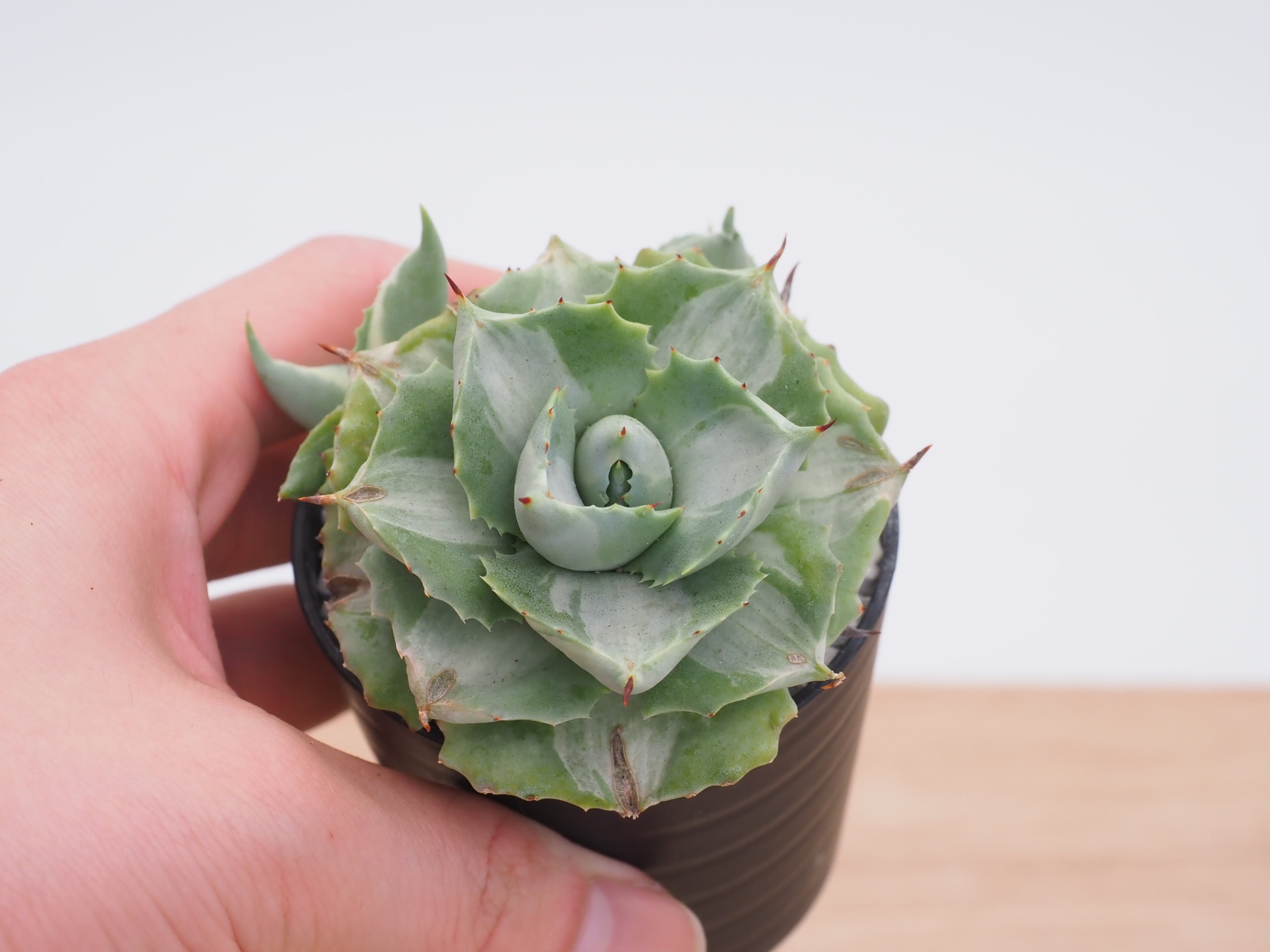 アガベ | THE CORE