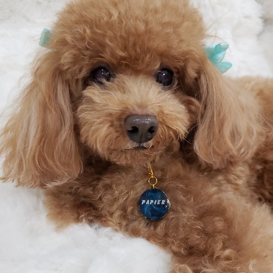 迷子札 Sサイズ 【名入れ 両面 カスタマイズ】ネームタグ ペットタグ