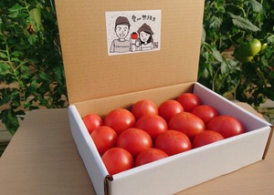 『真っ赤なフルーツ太陽（フルーツトマト約１kg）』